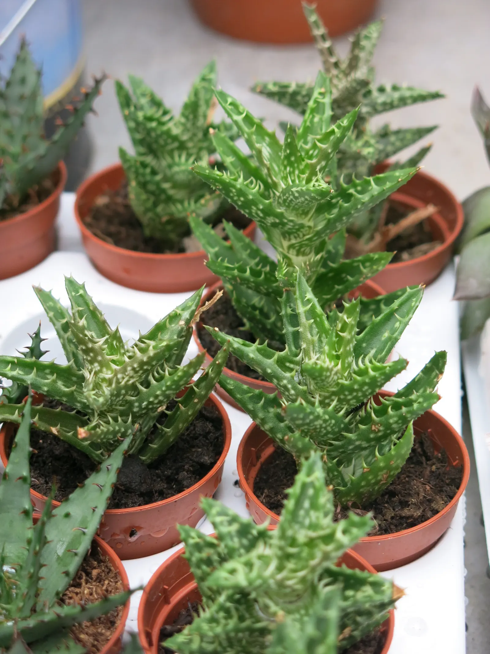 Tiger Aloe (Aloe Zebrina) — perfect for adding a pop of interest to your landscaping project