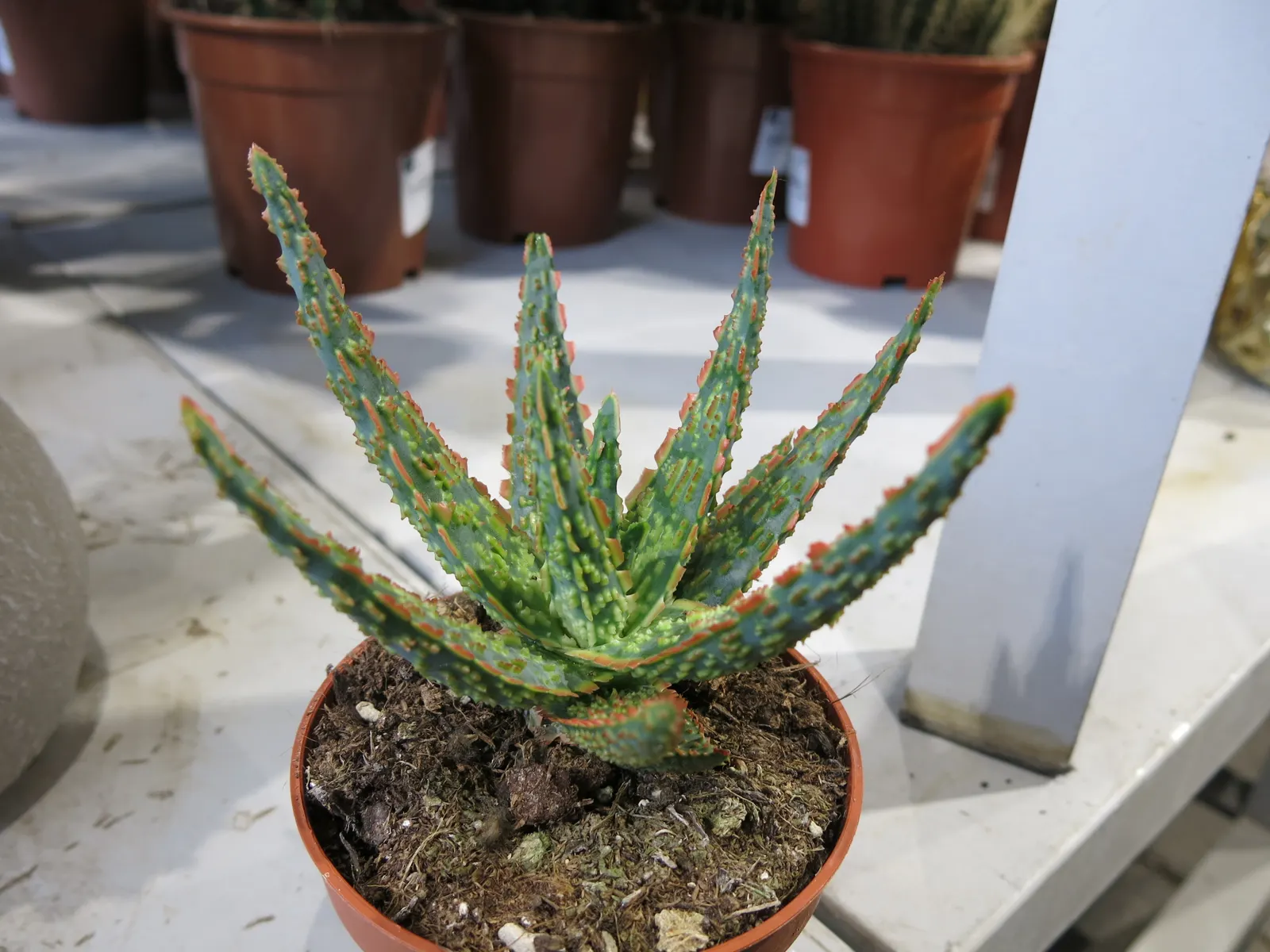 Tiger Aloe (Aloe Zebrina) — reaching lengths of 8-12 inches; striped leaves that attain a diameter up to 6 inches