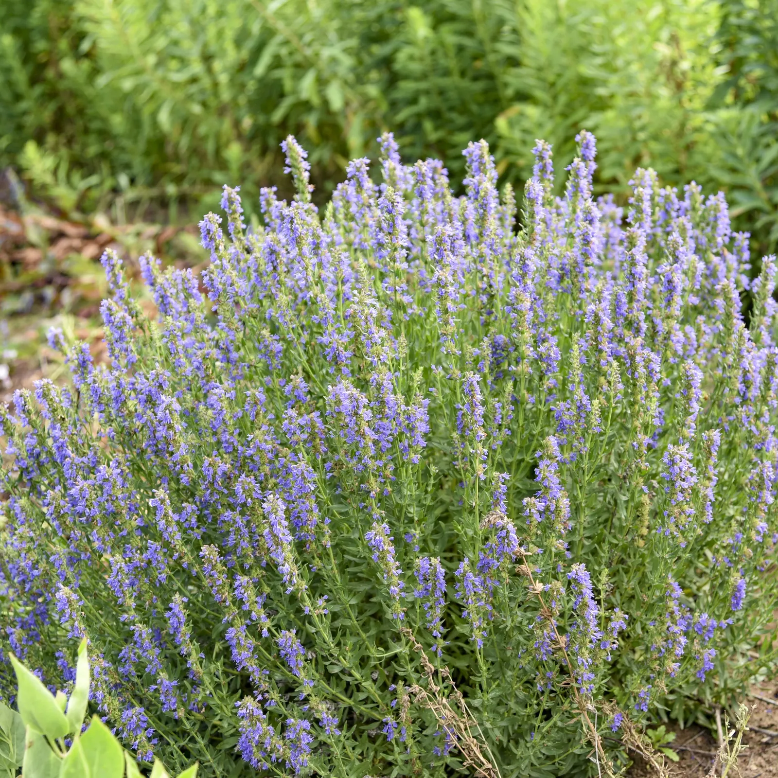 'Nectar Ninja' Hyssop (Hyssopus officinalis) — It forms a mounded plant 22-24 inches tall and 34-38 inches wide