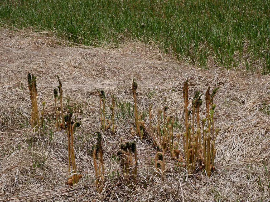 Cinnamon Fern (Osmundastrum Cinnamomea) — These striking fertile fronds fade to a tawny color as they mature and eventually wither away