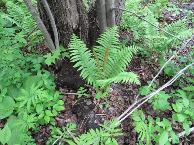 Cinnamon Fern (Osmundastrum Cinnamomea) — consider planting in groups or as a backdrop to flowering plants for contrasting textures and colors, image 78