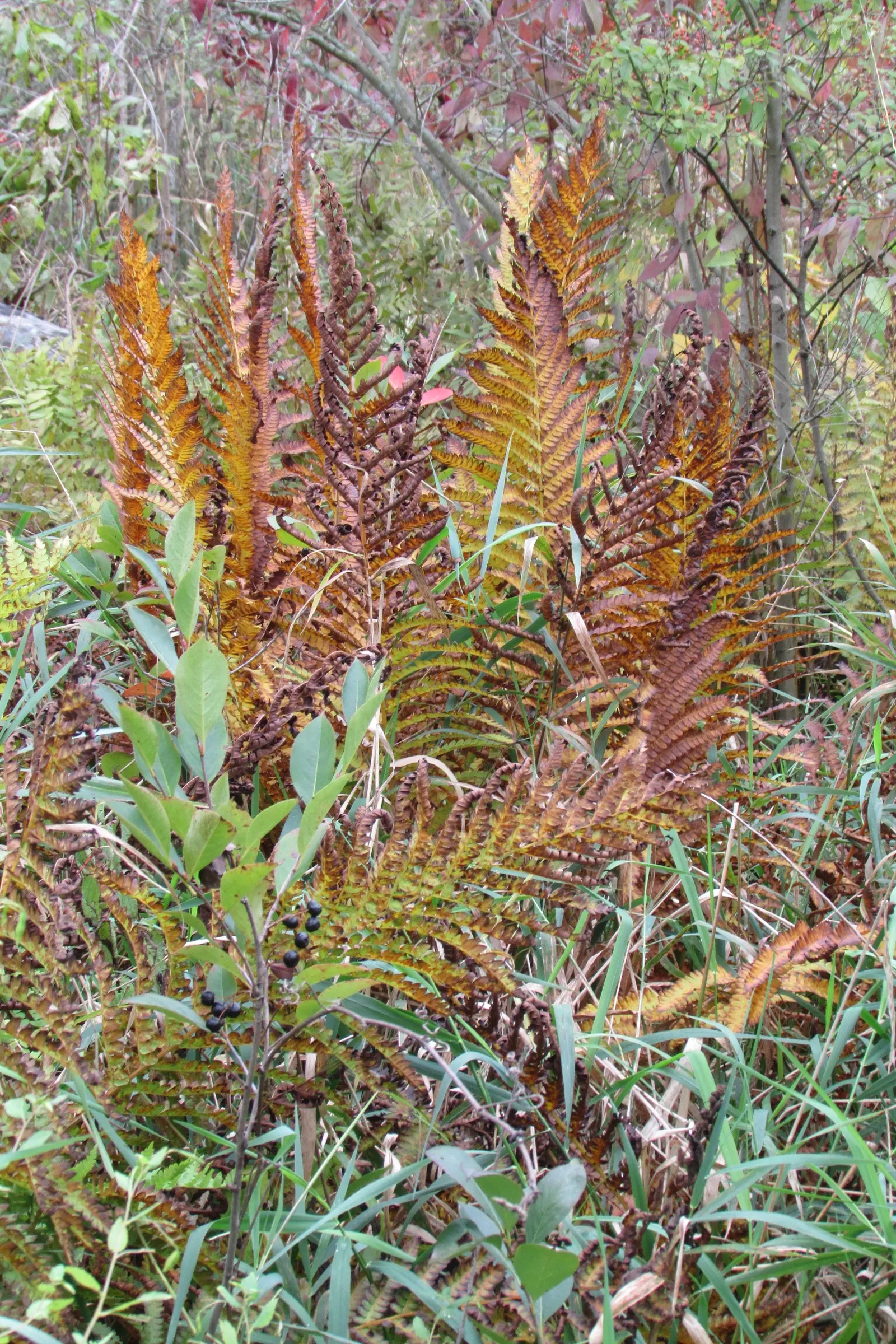 Cinnamon Fern (Osmundastrum Cinnamomea) — These striking fertile fronds fade to a tawny color as they mature and eventually wither away; this fern, image 75