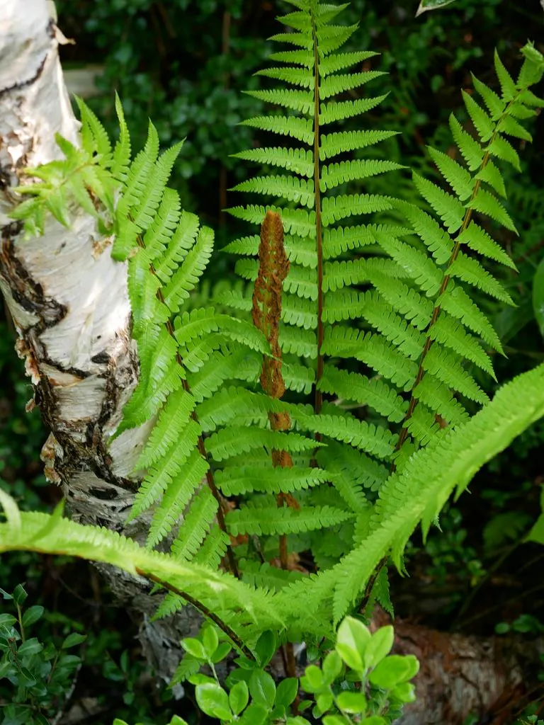 Cinnamon Fern (Osmundastrum Cinnamomea) — demonstrating an adaptable resilience to a variety of climates.<br><br>Graceful and vase-shaped; fern for, image 93