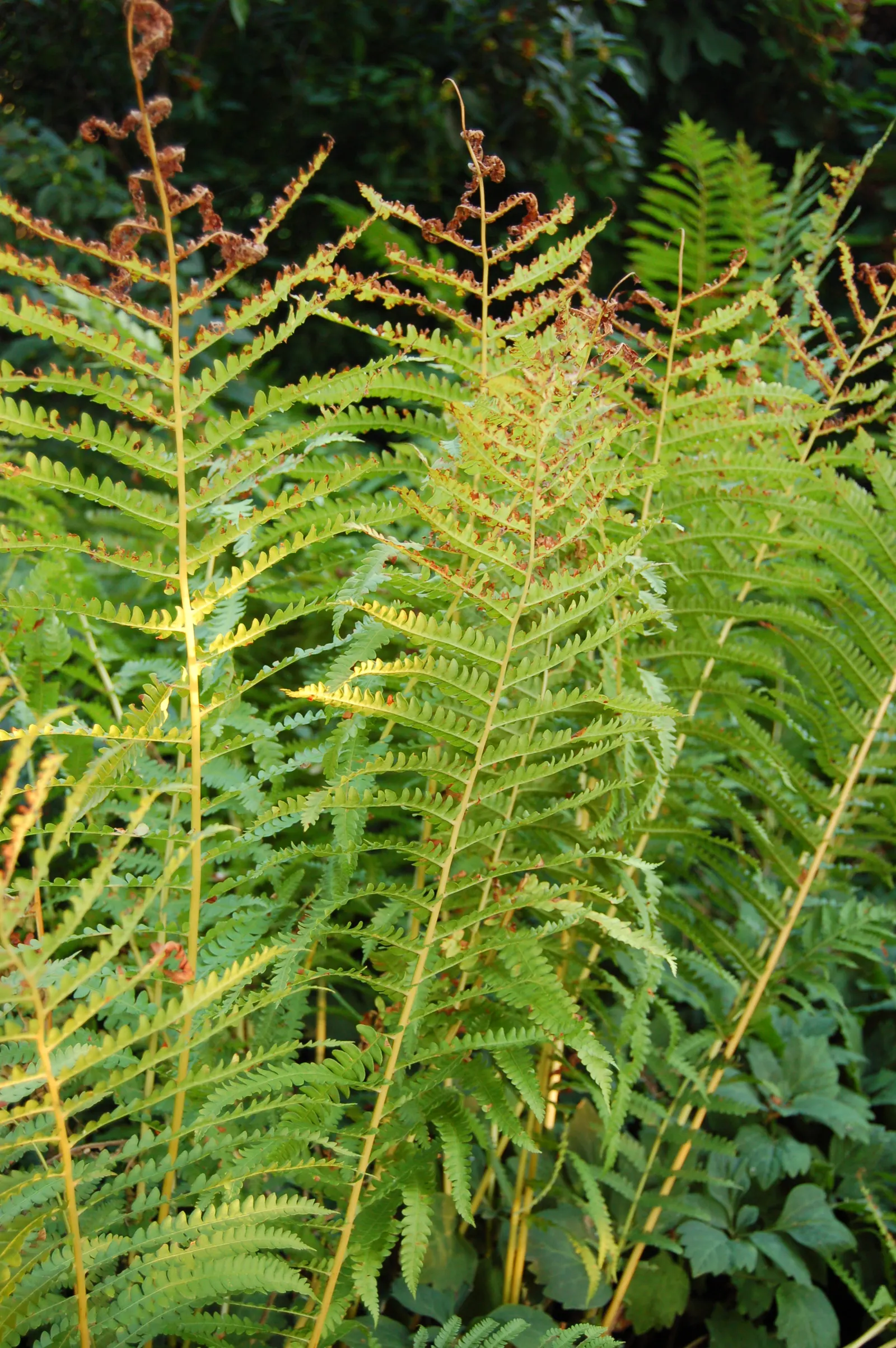 Cinnamon Fern (Osmundastrum Cinnamomea) — green backdrop to any landscape design; mature Cinnamon Ferns typically stand 2 to 5 feet tall and spread, image 118