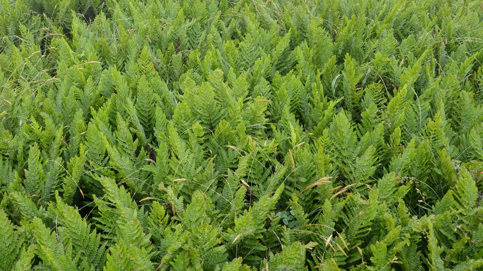 Cinnamon Fern (Osmundastrum Cinnamomea) — deciduous perennial fern native to the Eastern United States; displaying the characteristic rusty-brown, image 61