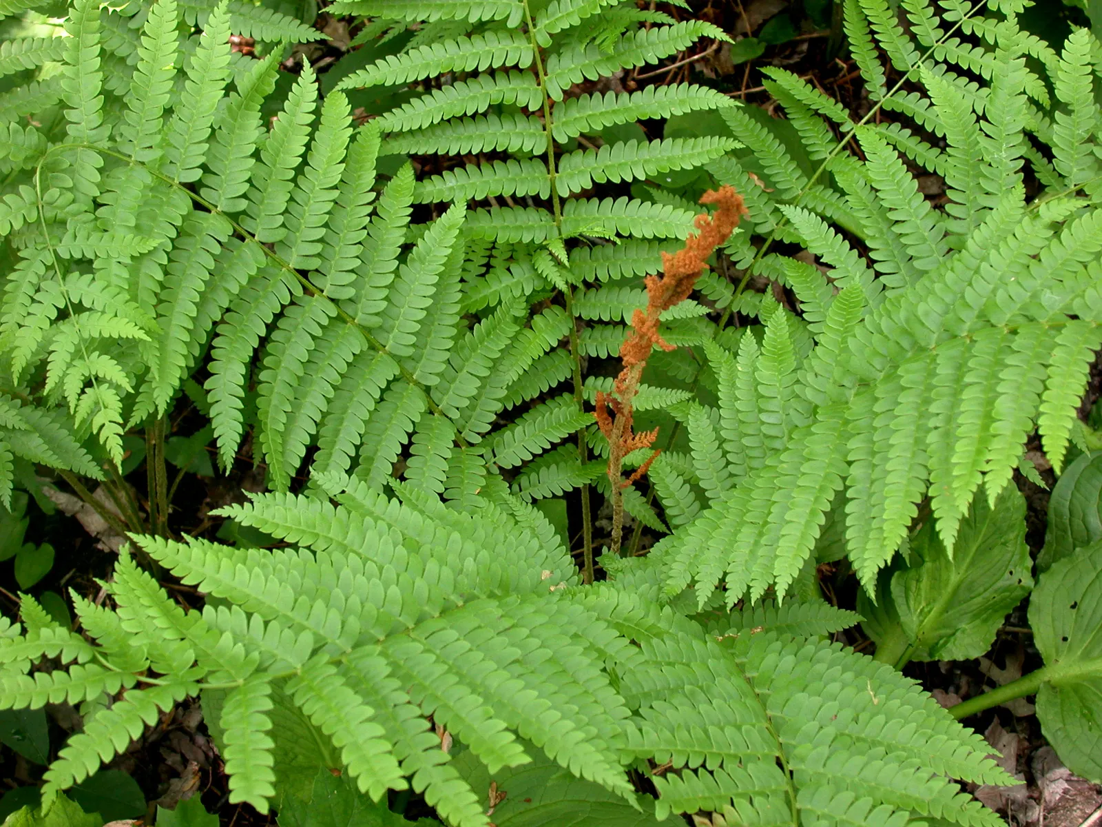 Cinnamon Fern (Osmundastrum Cinnamomea) — fountain-like presence in your client's garden; the sterile fronds are broad, arching, and feather-like, image 107