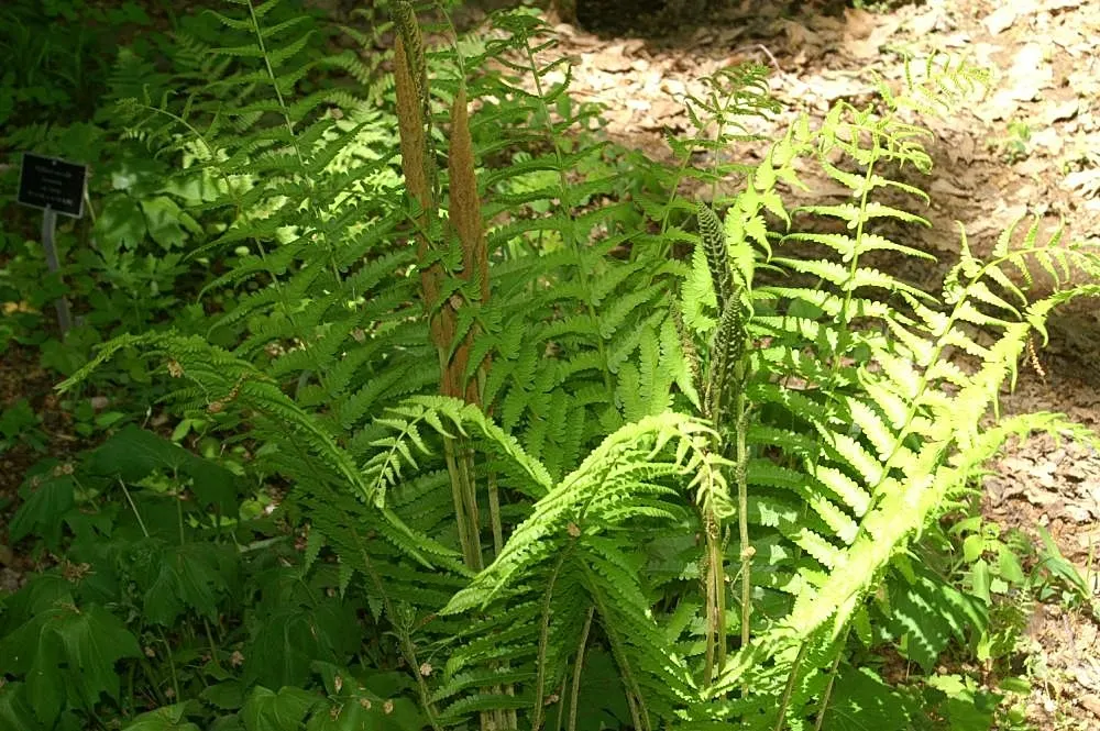 Cinnamon Fern (Osmundastrum Cinnamomea) — acidic soil with ample organic matter and exhibit optimal growth in partial to full shade; these striking fertile
