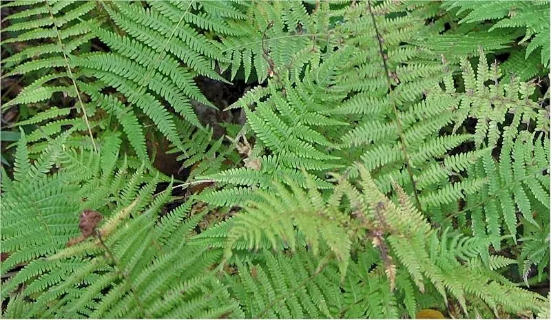 Cinnamon Fern (Osmundastrum Cinnamomea) — Preferring moist, acidic soil, it thrives in USDA hardiness zones 4-9; the fertile fronds emerge erect in the center