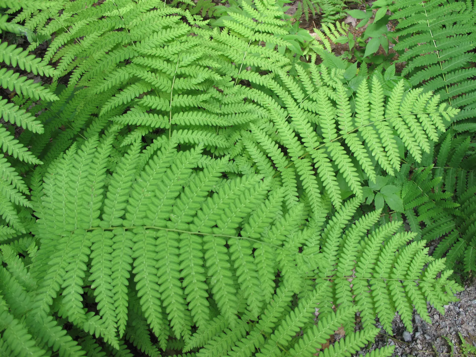 Cinnamon Fern (Osmundastrum Cinnamomea) — this fern provides textured greenery and enjoys partial to full shade; remember to provide sufficient, image 85