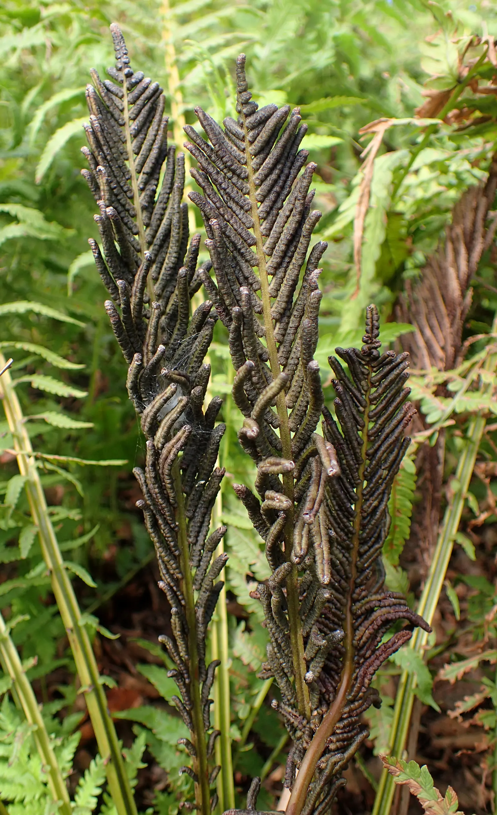 Cinnamon Fern (Osmundastrum Cinnamomea) — The sterile fronds are broad, arching, and feather-like, creating a visually soft texture; prized for its, image 98