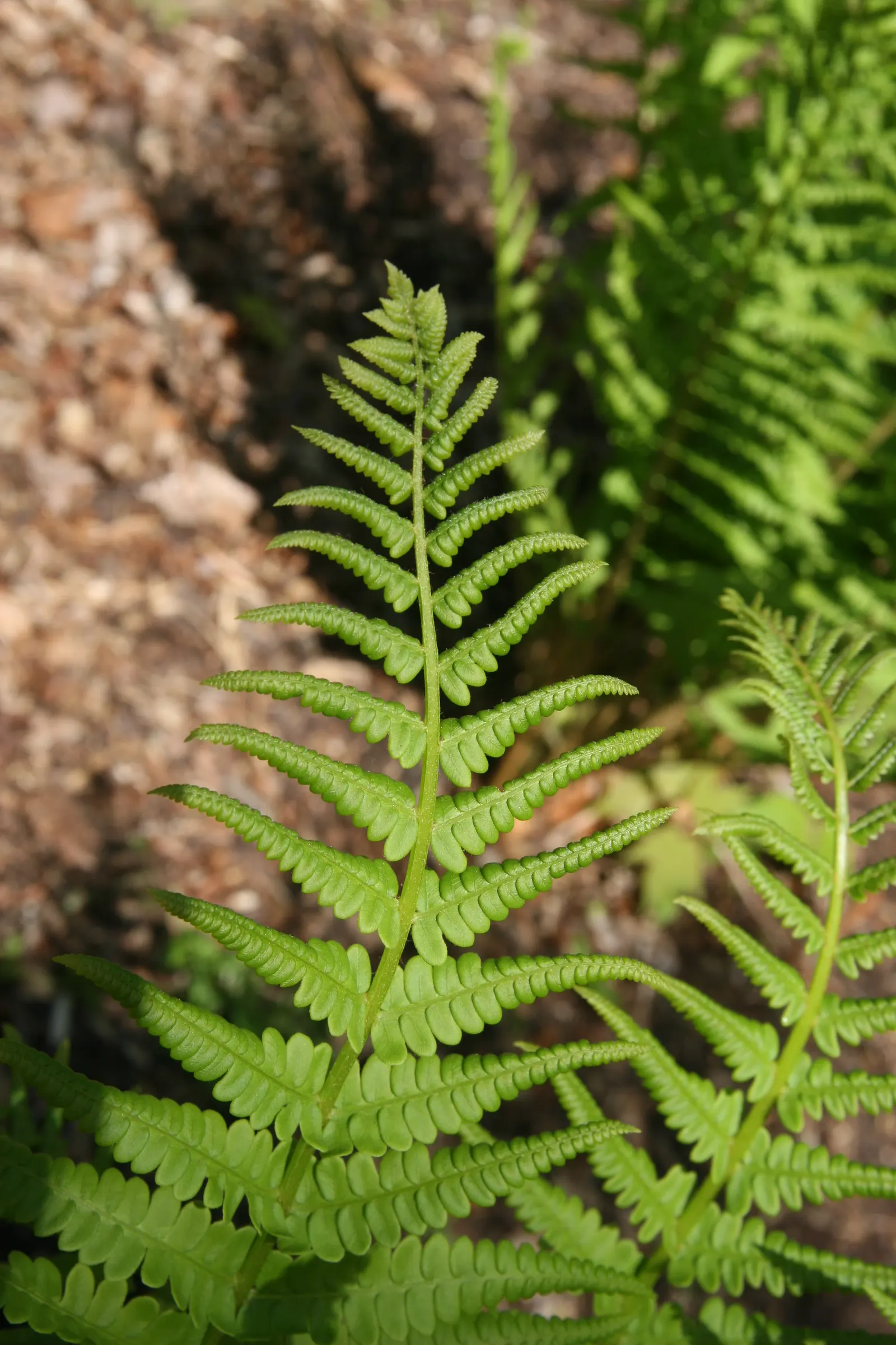 Cinnamon Fern (Osmundastrum Cinnamomea) — They prefer consistently moist, image 95