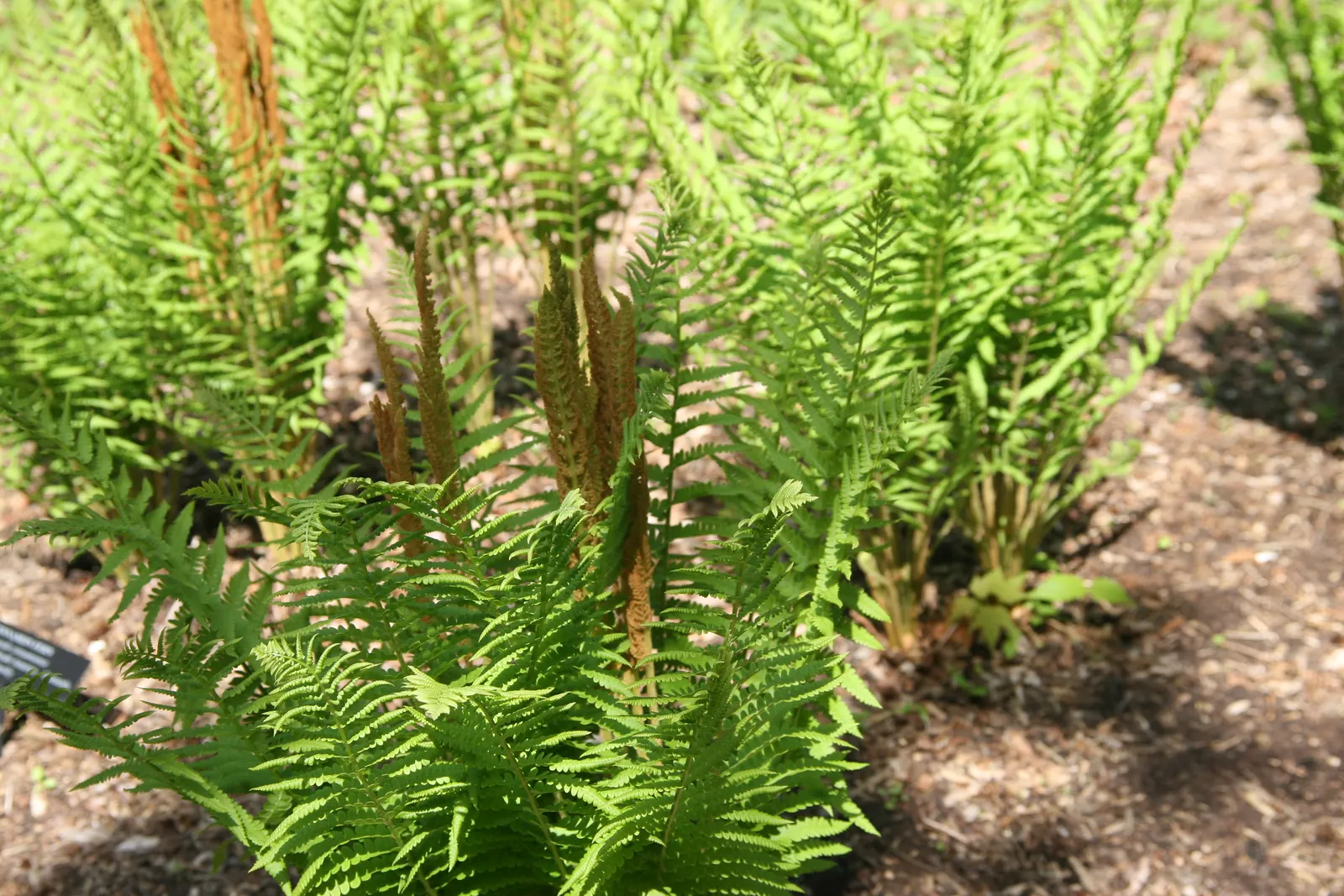 Cinnamon Fern (Osmundastrum Cinnamomea) — Prized for its striking fronds and unique cinnamon-colored spore-bearing pinnacles; fountain-like, image 89