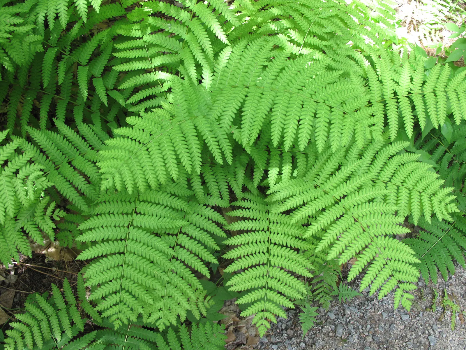 Cinnamon Fern (Osmundastrum Cinnamomea) — demonstrating an adaptable resilience to a variety of climates.<br><br>Graceful and vase-shaped; fern for deep shade