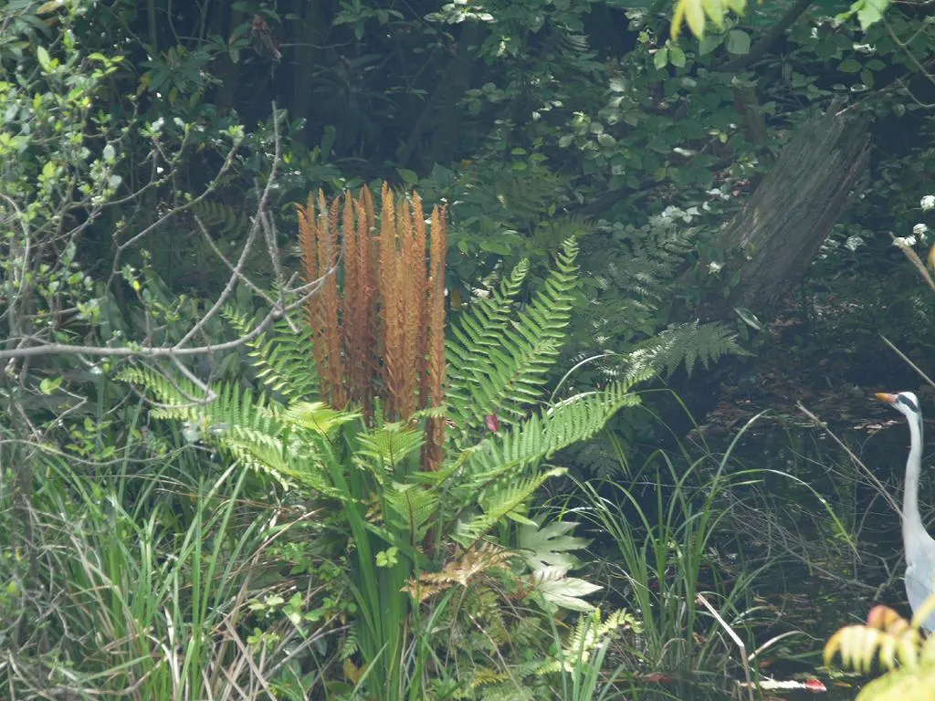 Cinnamon Fern (Osmundastrum Cinnamomea) — They prefer consistently moist