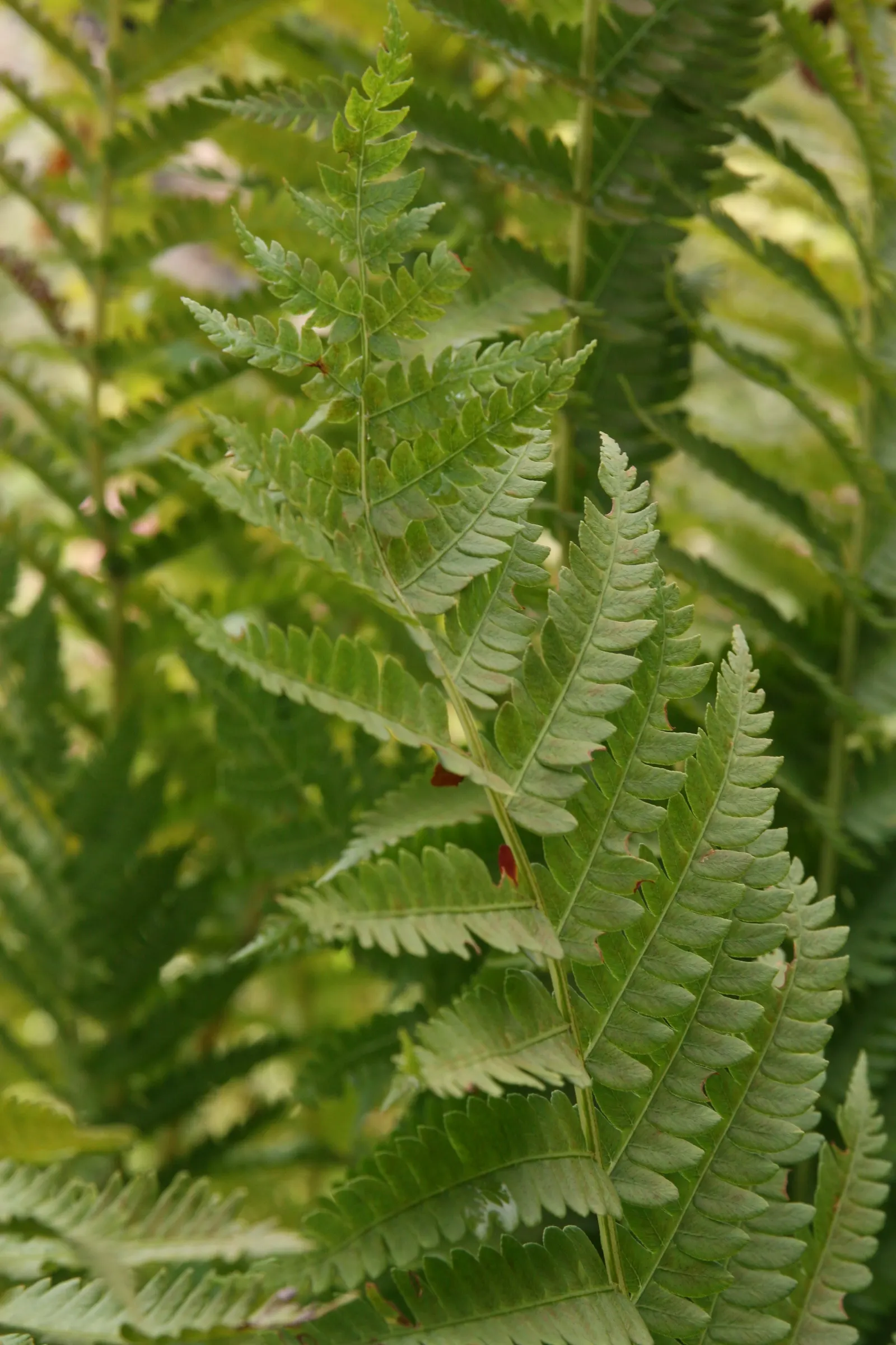 Cinnamon Fern (Osmundastrum Cinnamomea) — The fern thrives in USDA hardiness zones 4 through 9