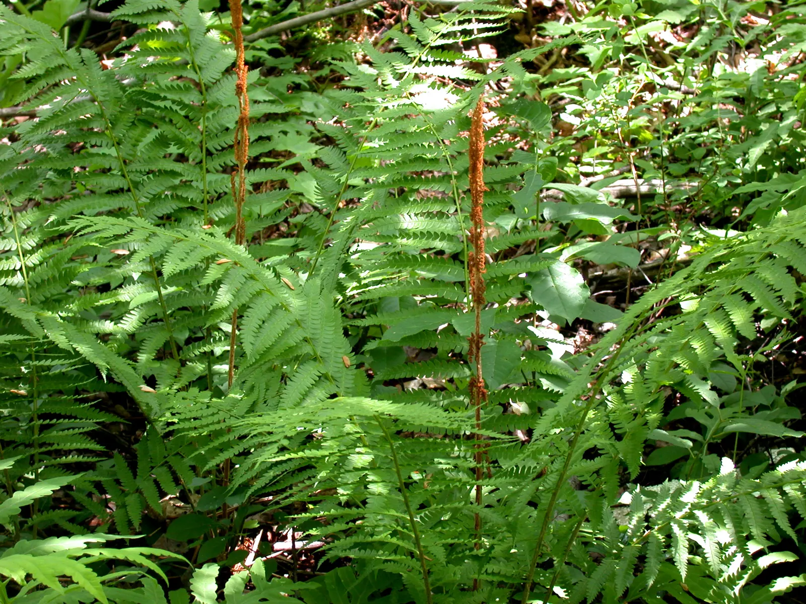 Cinnamon Fern (Osmundastrum Cinnamomea) — mature Cinnamon Ferns typically stand 2 to 5 feet tall and spread approximately 2 to 3 feet wide, image 94