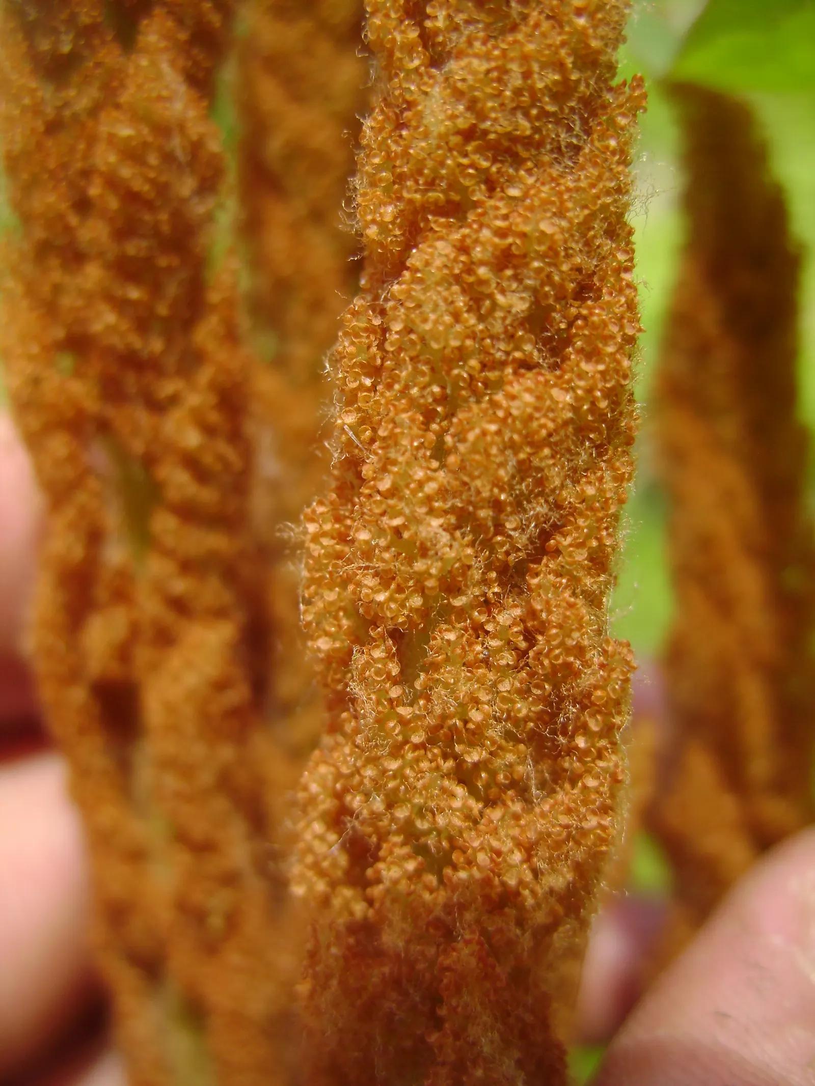 Cinnamon Fern (Osmundastrum Cinnamomea) — green backdrop to any landscape design; mature Cinnamon Ferns typically stand 2 to 5 feet tall and spread
