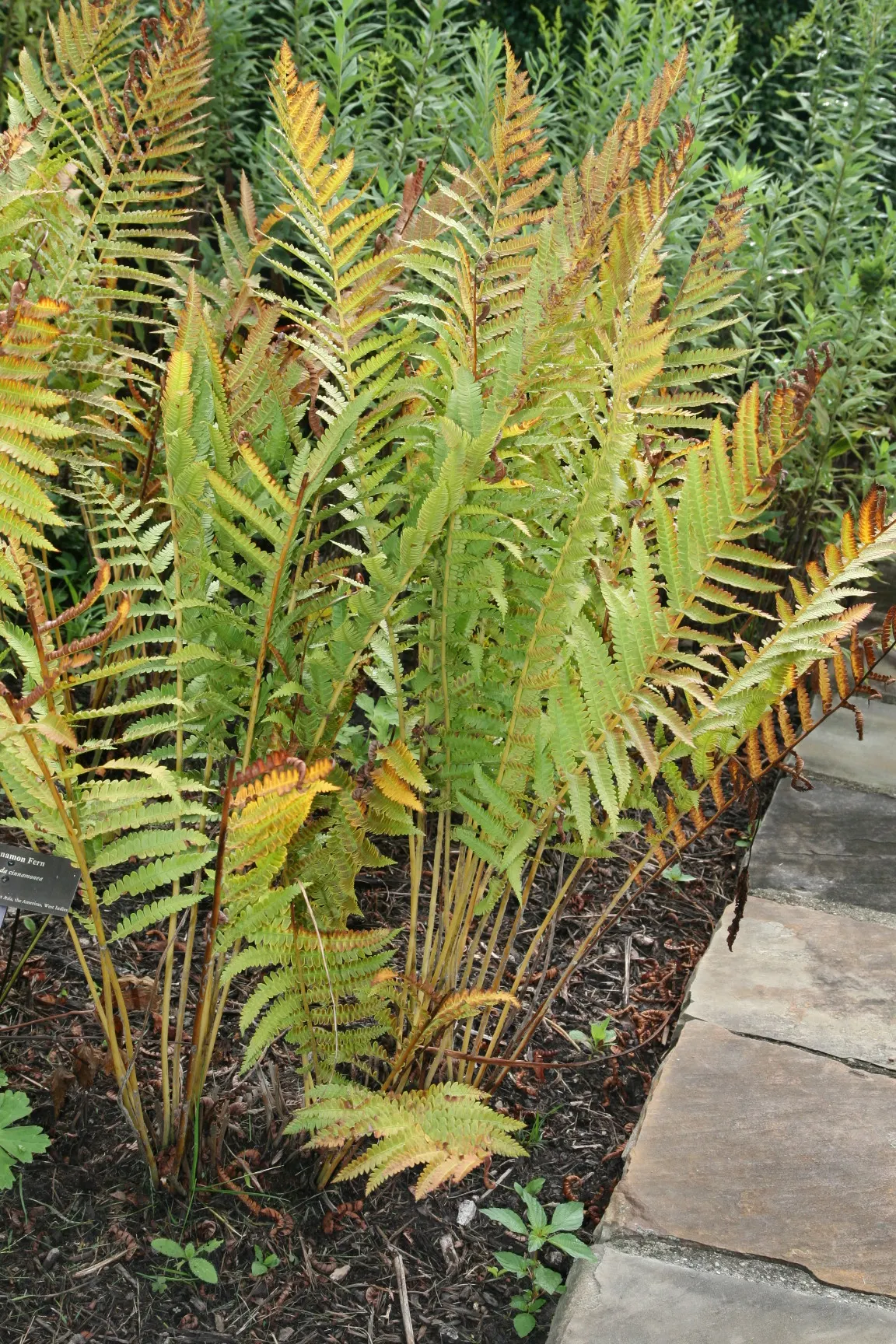 Cinnamon Fern (Osmundastrum Cinnamomea) — this fern offers a bold texture and a lush; scientifically known as Osmundastrum cinnamomeum, image 117
