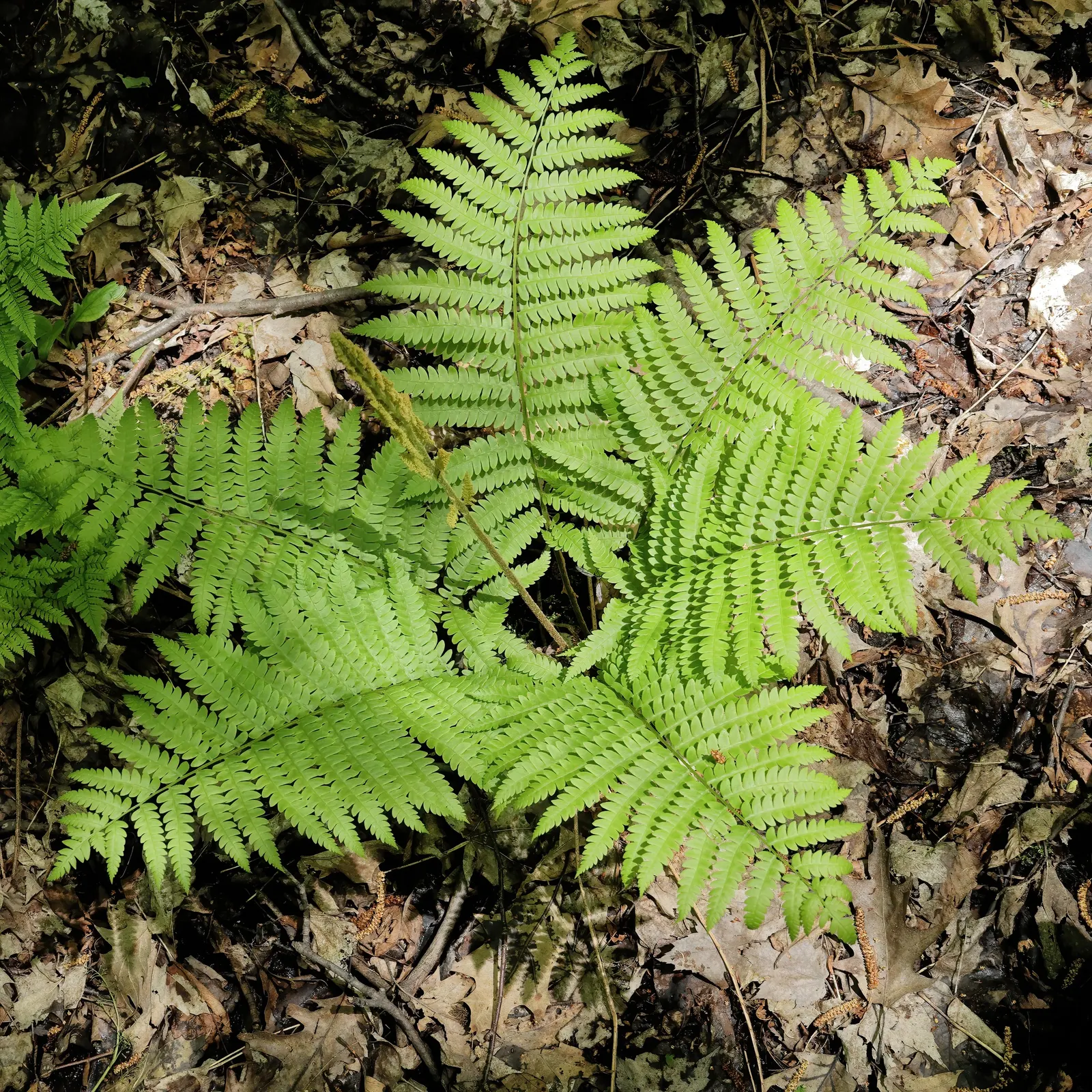 Cinnamon Fern (Osmundastrum Cinnamomea) — this fern provides textured greenery and enjoys partial to full shade