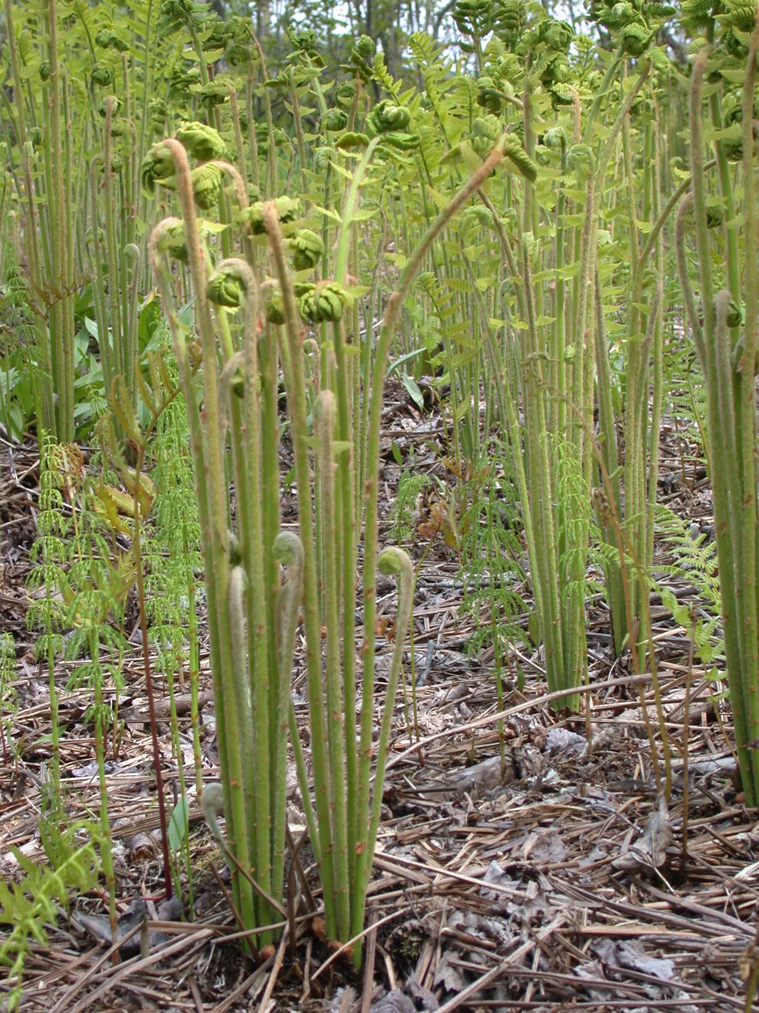 Cinnamon Fern (Osmundastrum Cinnamomea) — characterized by its striking reproductive fronds which turn a cinnamon color late spring; the fern thrives in USDA