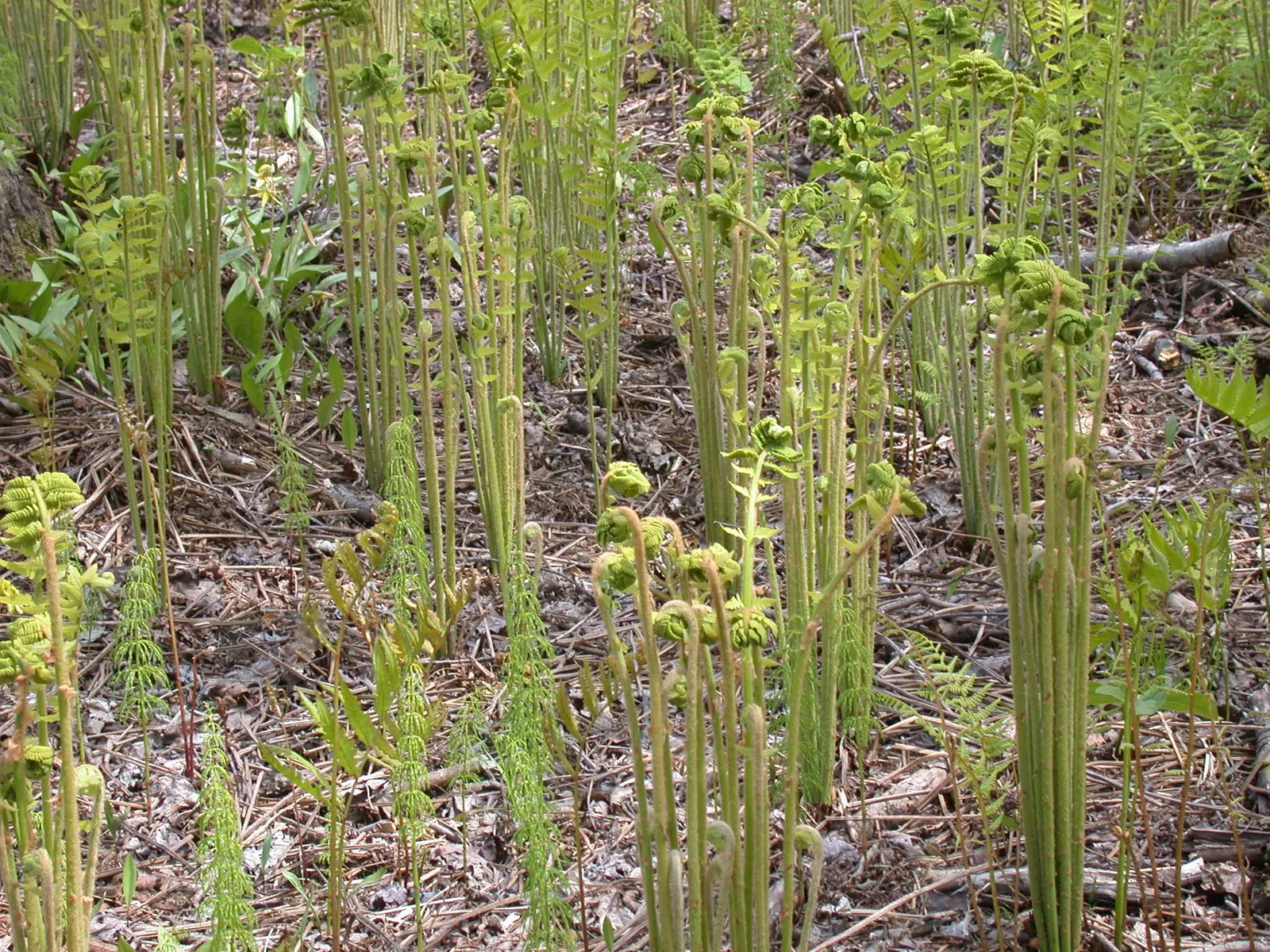 Cinnamon Fern (Osmundastrum Cinnamomea) — Prized for its striking fronds and unique cinnamon-colored spore-bearing pinnacles; fountain-like presence in your