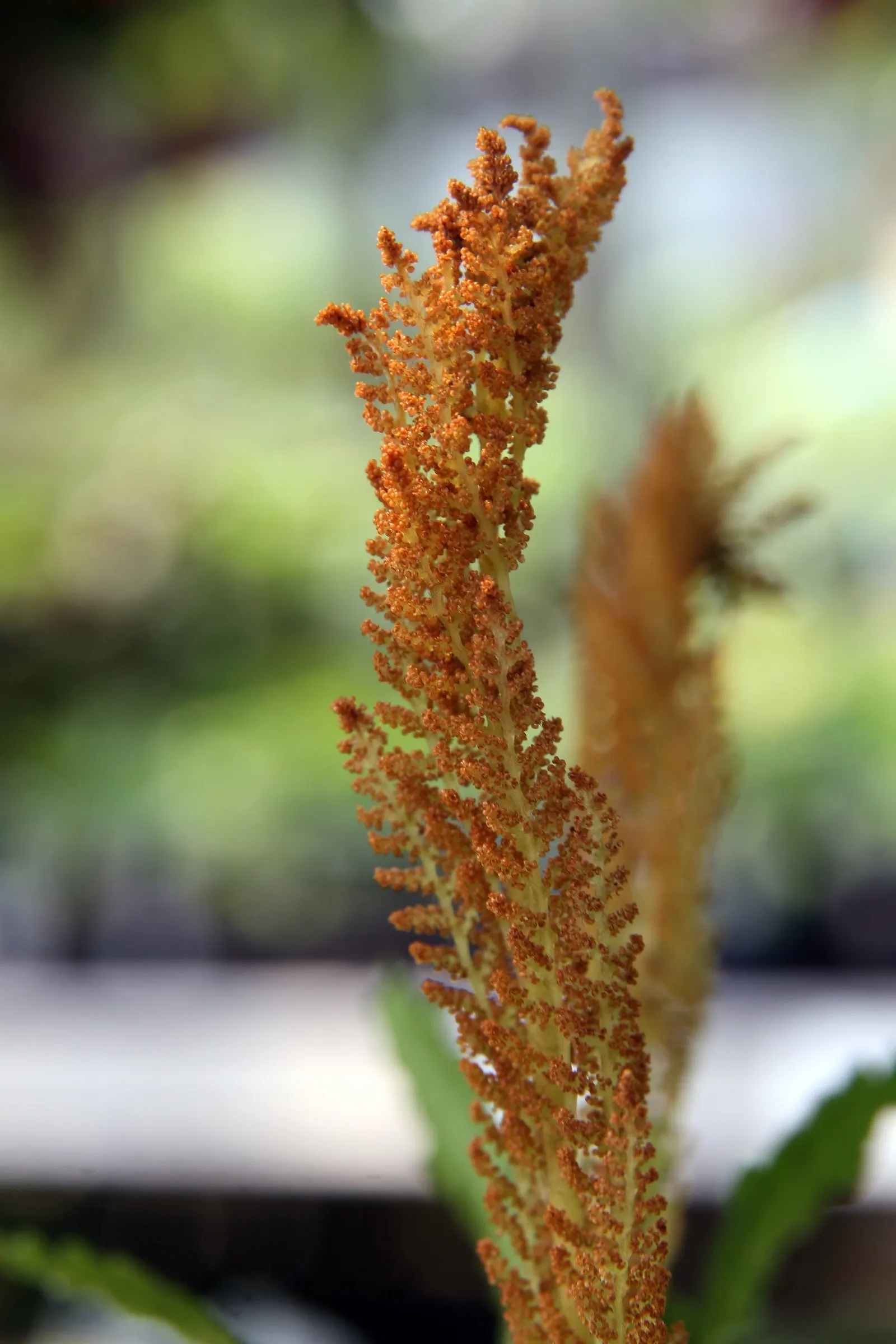 Cinnamon Fern (Osmundastrum Cinnamomea) — Prized for its striking fronds and unique cinnamon-colored spore-bearing pinnacles; fountain-like, image 62
