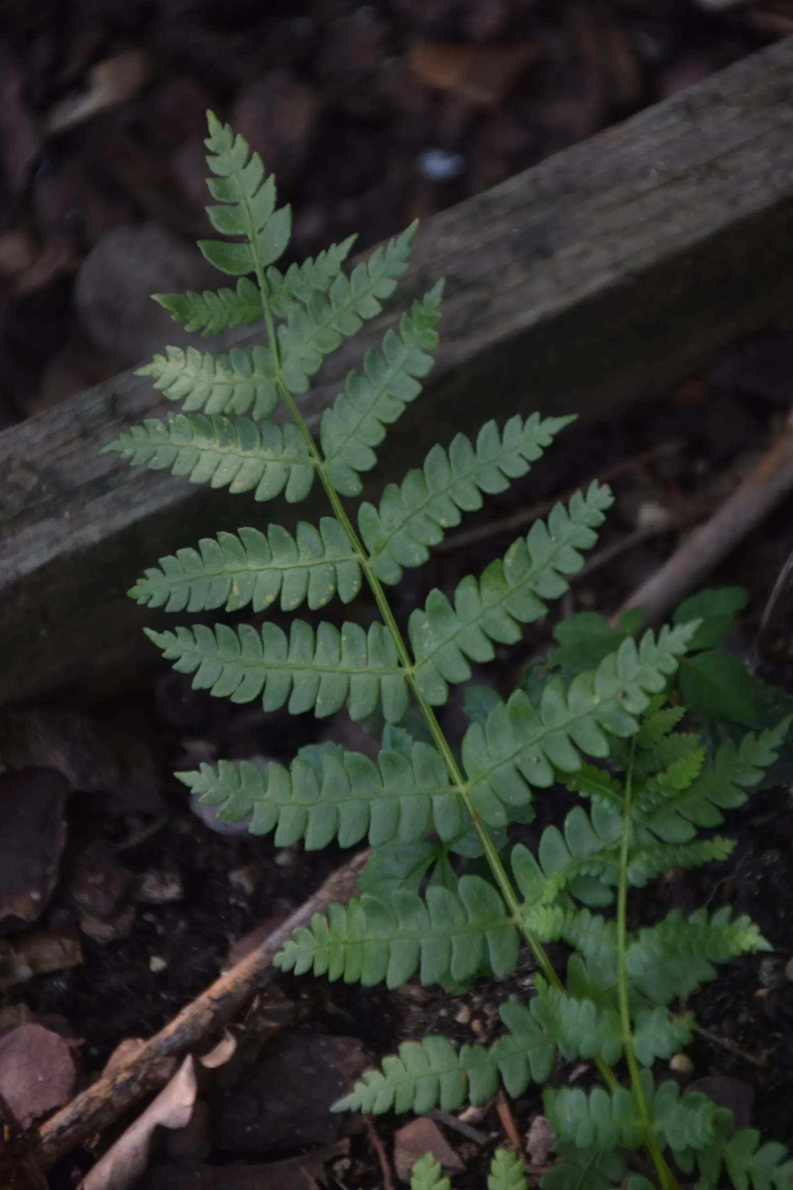 Cinnamon Fern (Osmundastrum Cinnamomea) — characterized by its striking reproductive fronds which turn a cinnamon color late spring; the fern, image 83