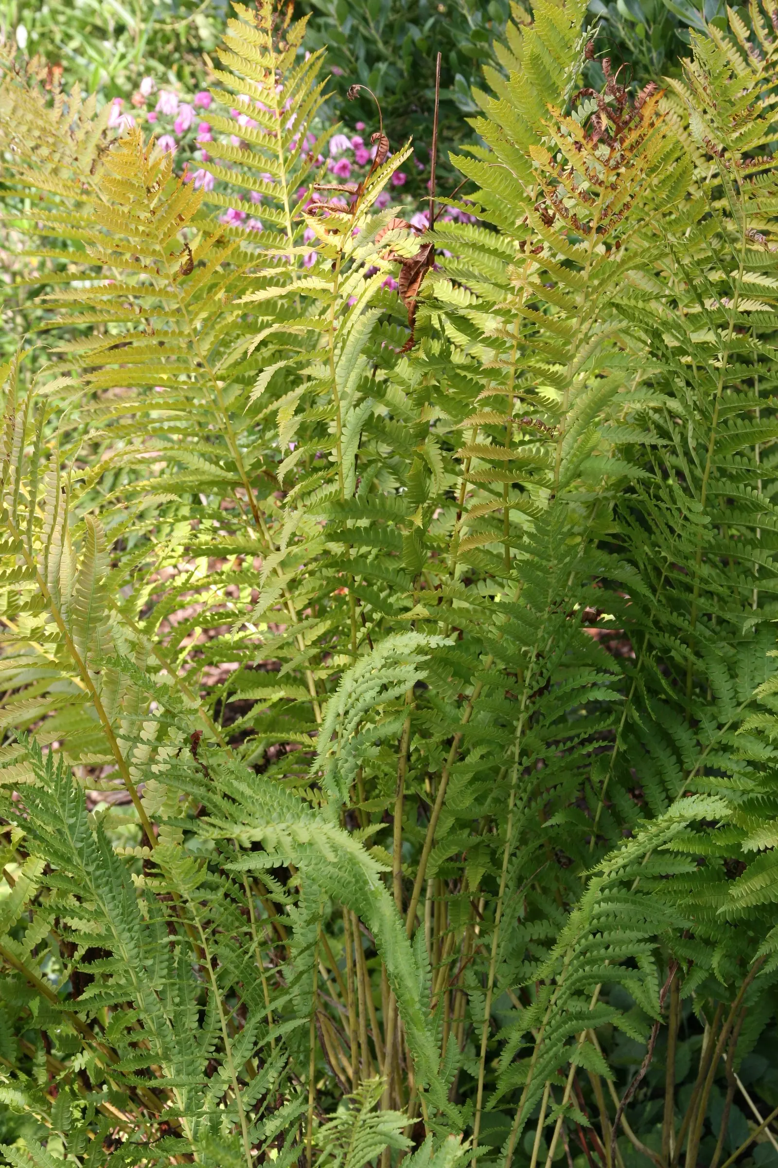 Cinnamon Fern (Osmundastrum Cinnamomea) — this fern provides textured greenery and enjoys partial to full shade; remember to provide sufficient, image 58