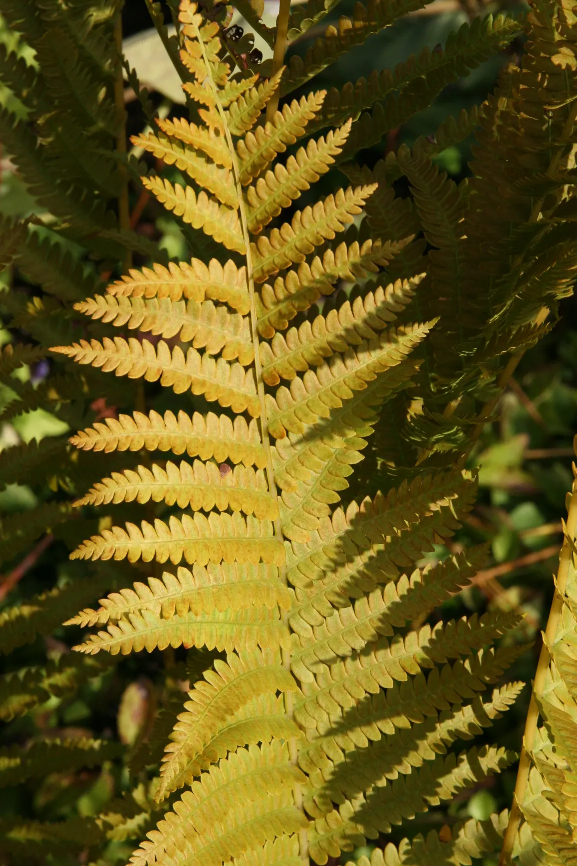 Cinnamon Fern (Osmundastrum Cinnamomea) — Remember to provide sufficient space for them to reach their full size and create their dramatic; green backdrop to