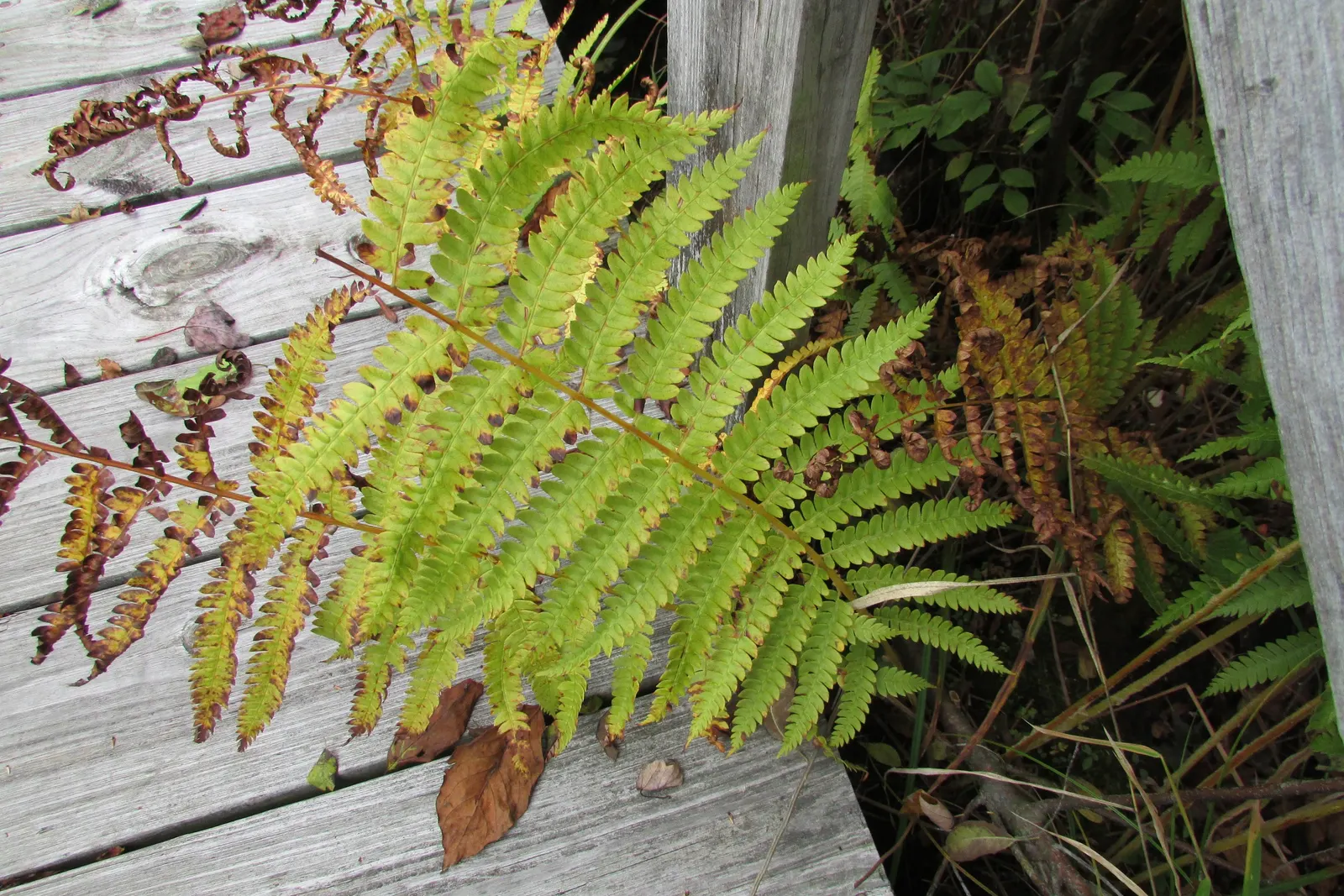 Cinnamon Fern (Osmundastrum Cinnamomea) — The fern thrives in USDA hardiness zones 4 through 9; cinnamon-stick like bundles of sporangia that give, image 119