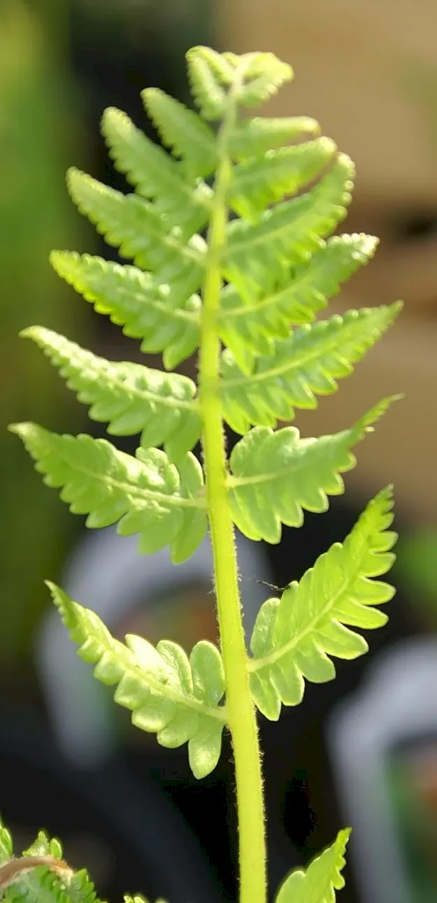 Cinnamon Fern (Osmundastrum Cinnamomea) — making it an ideal choice for woodland gardens and naturalized areas