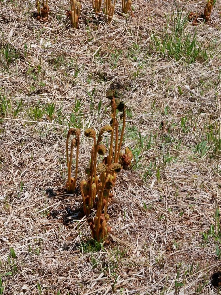 Cinnamon Fern (Osmundastrum Cinnamomea) — fern for deep shade or half or shade; consider planting in groups or as a backdrop to flowering plants for