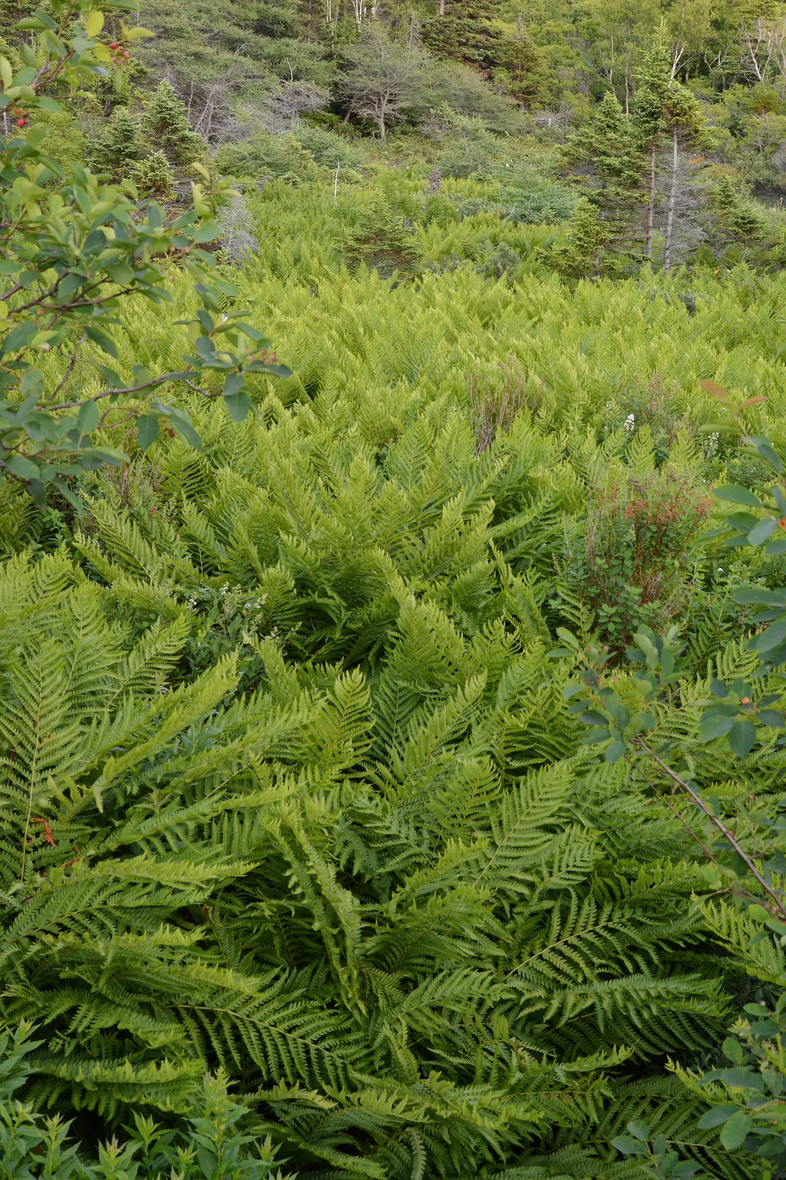 Cinnamon Fern (Osmundastrum Cinnamomea) — making it an ideal choice for woodland gardens and naturalized areas, image 113