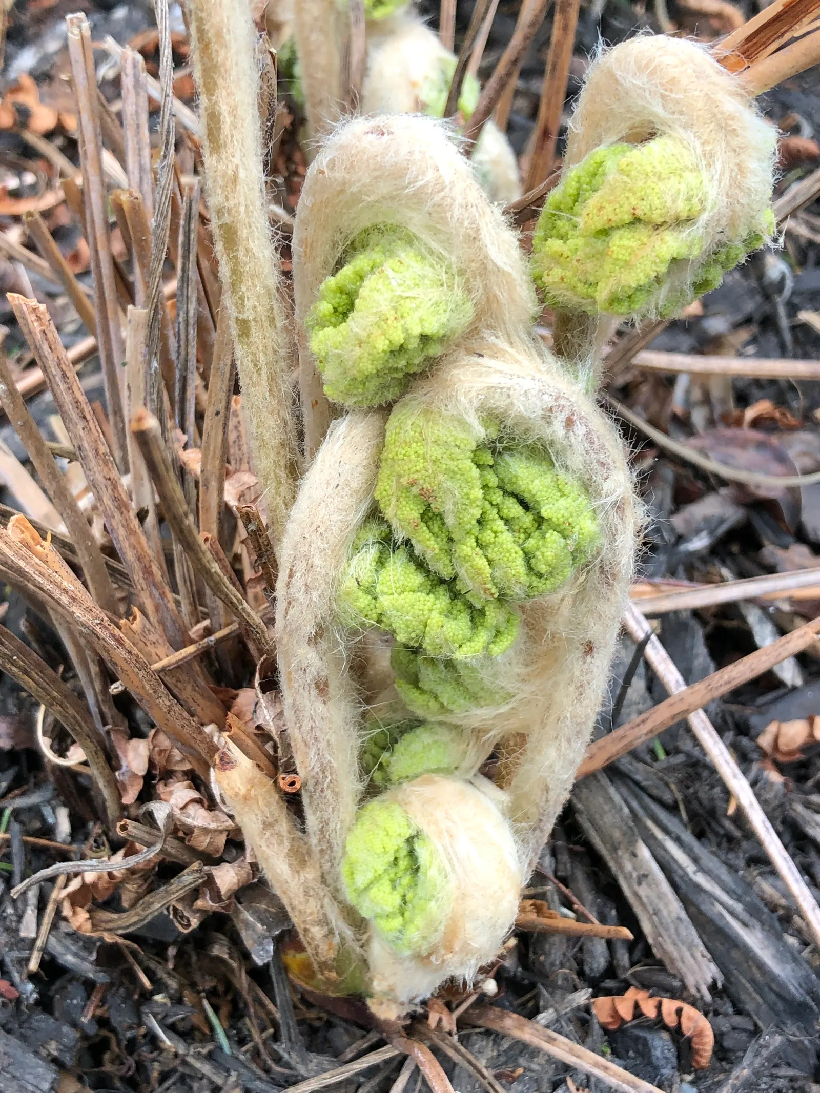 Cinnamon Fern (Osmundastrum Cinnamomea) — this fern provides textured greenery and enjoys partial to full shade; remember to provide sufficient space for them