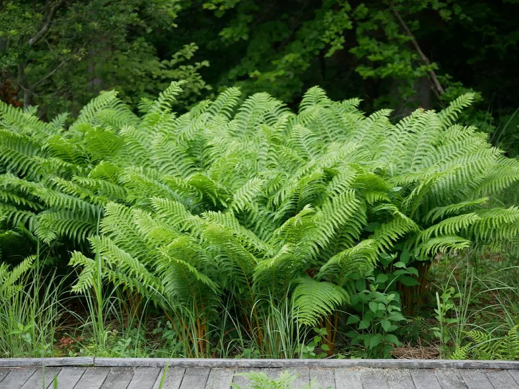 Cinnamon Fern (Osmundastrum Cinnamomea) — making it an ideal choice for woodland gardens and naturalized areas, image 32