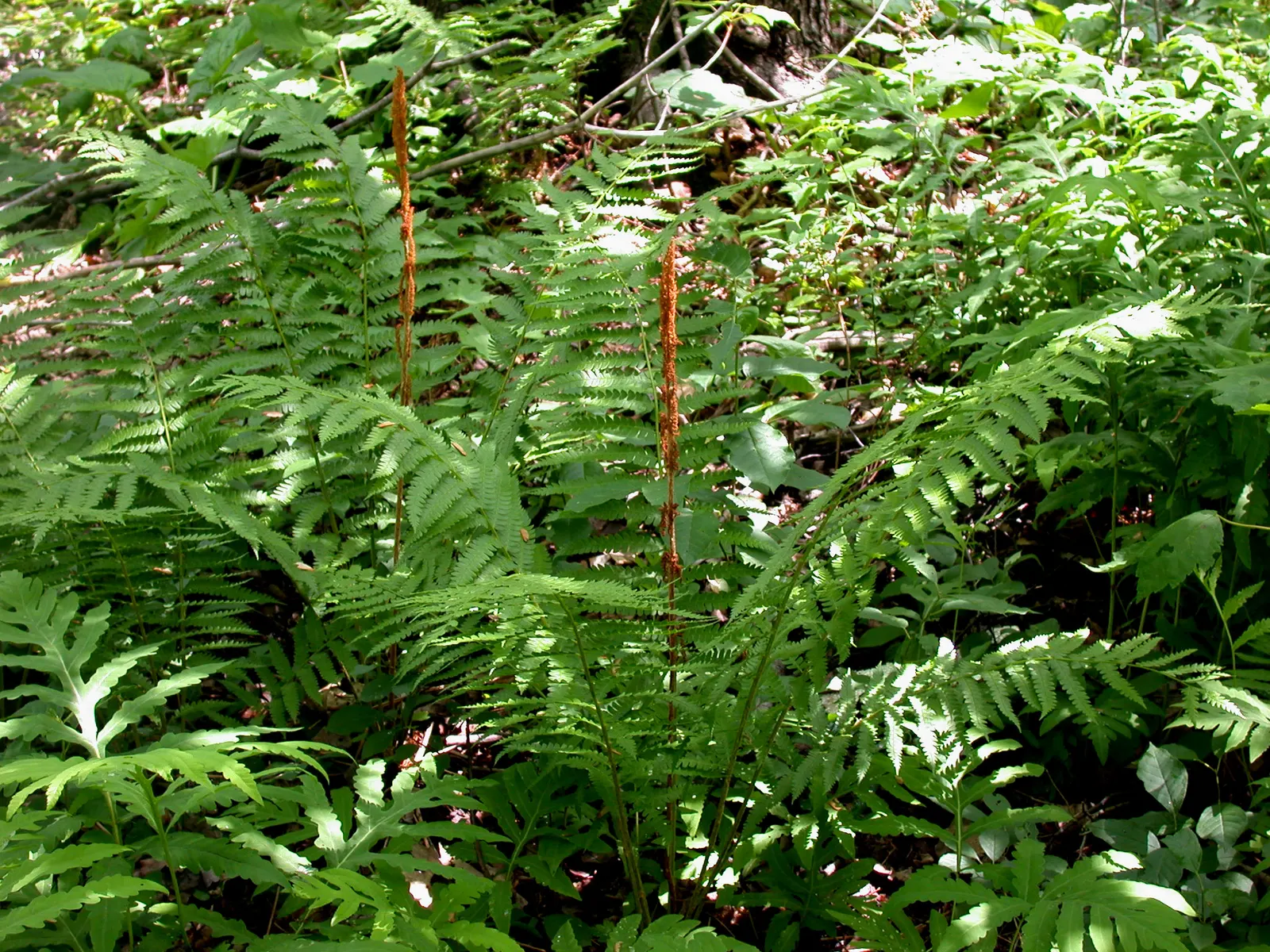 Cinnamon Fern (Osmundastrum Cinnamomea) — The fertile fronds emerge erect in the center of the clump; acidic soil with ample organic matter and exhibit optimal