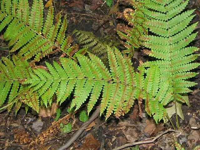 Cinnamon Fern (Osmundastrum Cinnamomea) — acidic soil with ample organic matter and exhibit optimal growth in partial to full shade; these striking, image 96