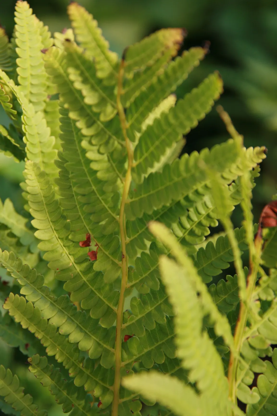 Cinnamon Fern (Osmundastrum Cinnamomea) — green backdrop to any landscape design; mature Cinnamon Ferns typically stand 2 to 5 feet tall and spread, image 64