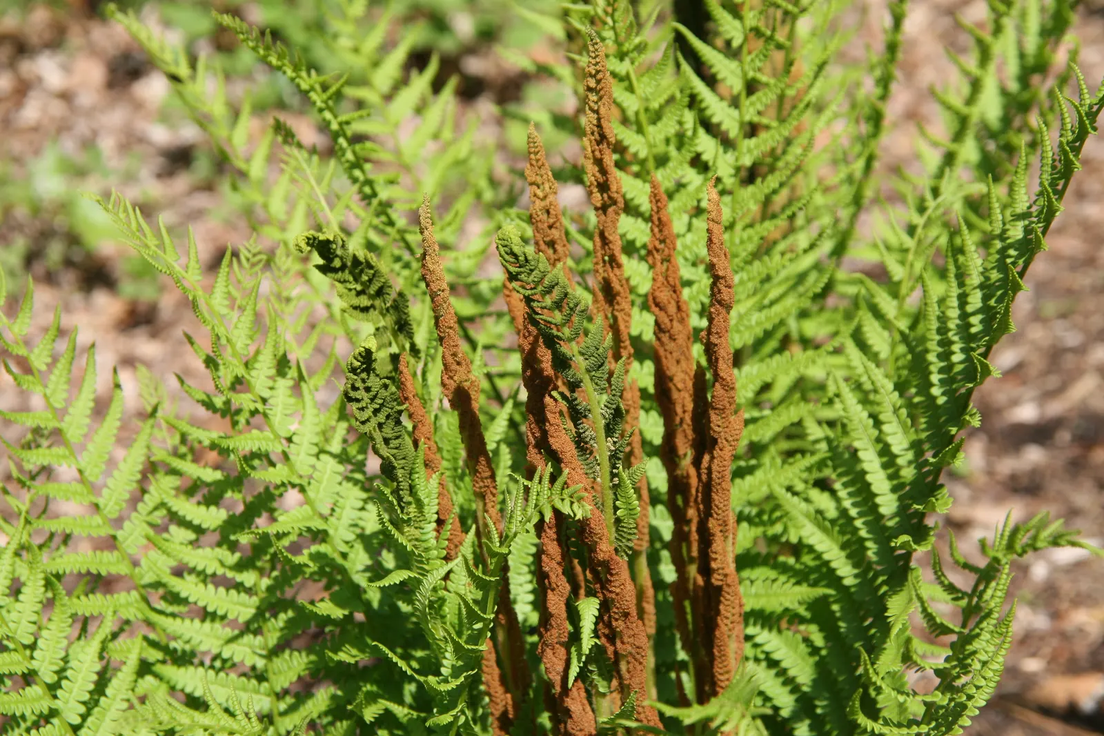 Cinnamon Fern (Osmundastrum Cinnamomea) — demonstrating an adaptable resilience to a variety of climates.<br><br>Graceful and vase-shaped