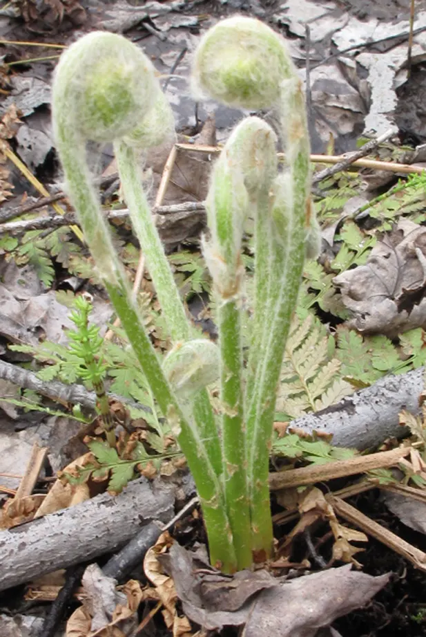 Cinnamon Fern (Osmundastrum Cinnamomea) — mature Cinnamon Ferns typically stand 2 to 5 feet tall and spread approximately 2 to 3 feet wide