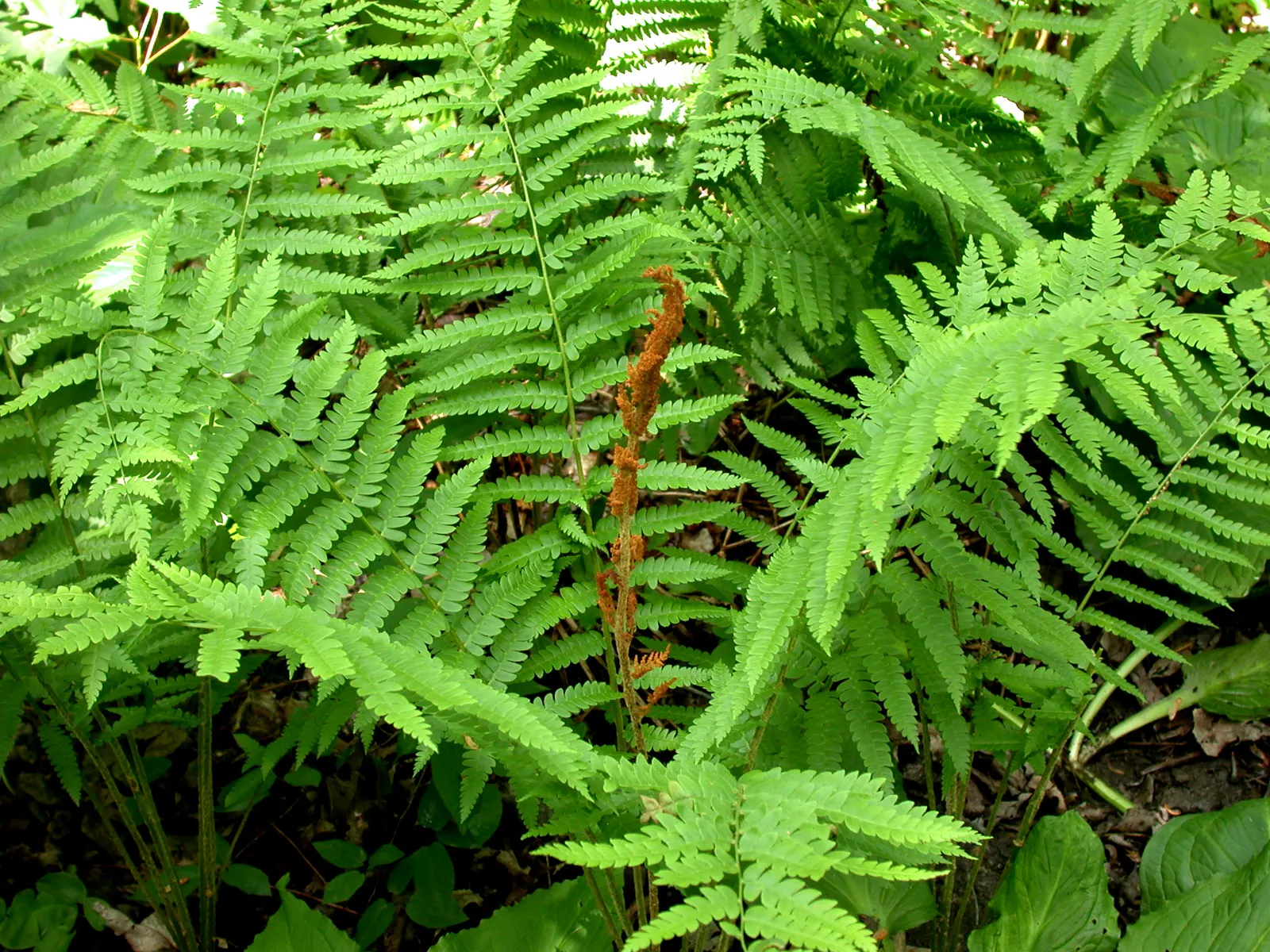 Cinnamon Fern (Osmundastrum Cinnamomea) — The sterile fronds are broad, arching, and feather-like, creating a visually soft texture; prized for its striking
