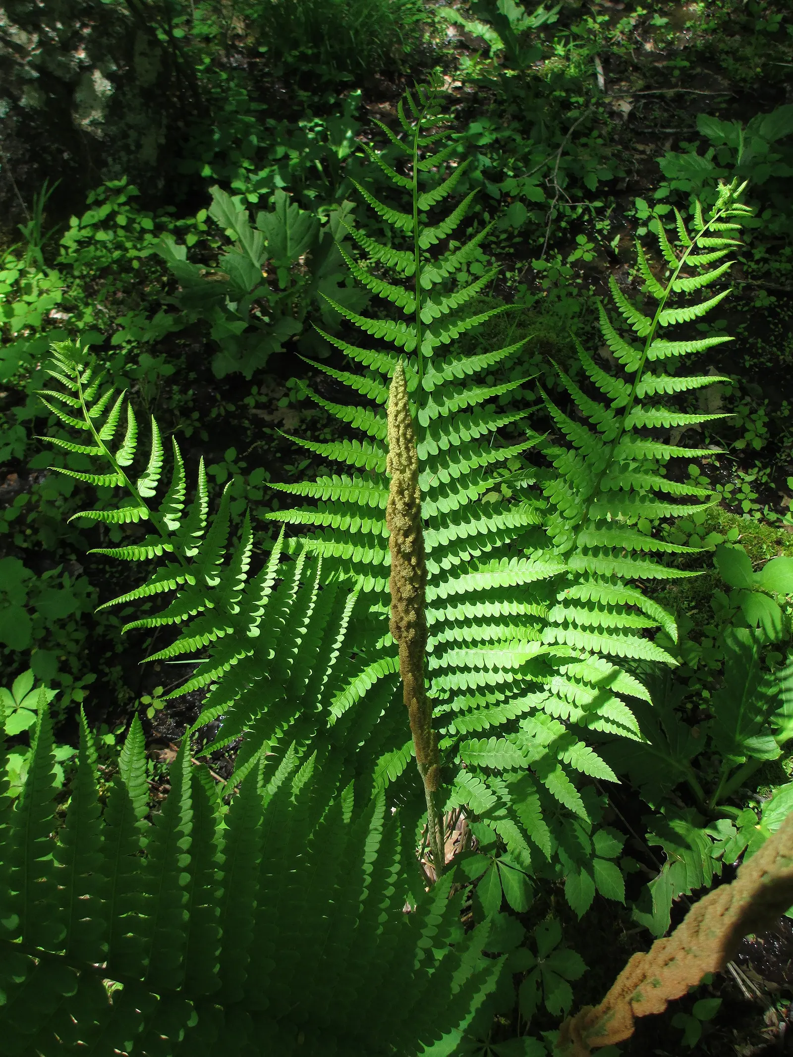 Cinnamon Fern (Osmundastrum Cinnamomea) — this fern offers a bold texture and a lush