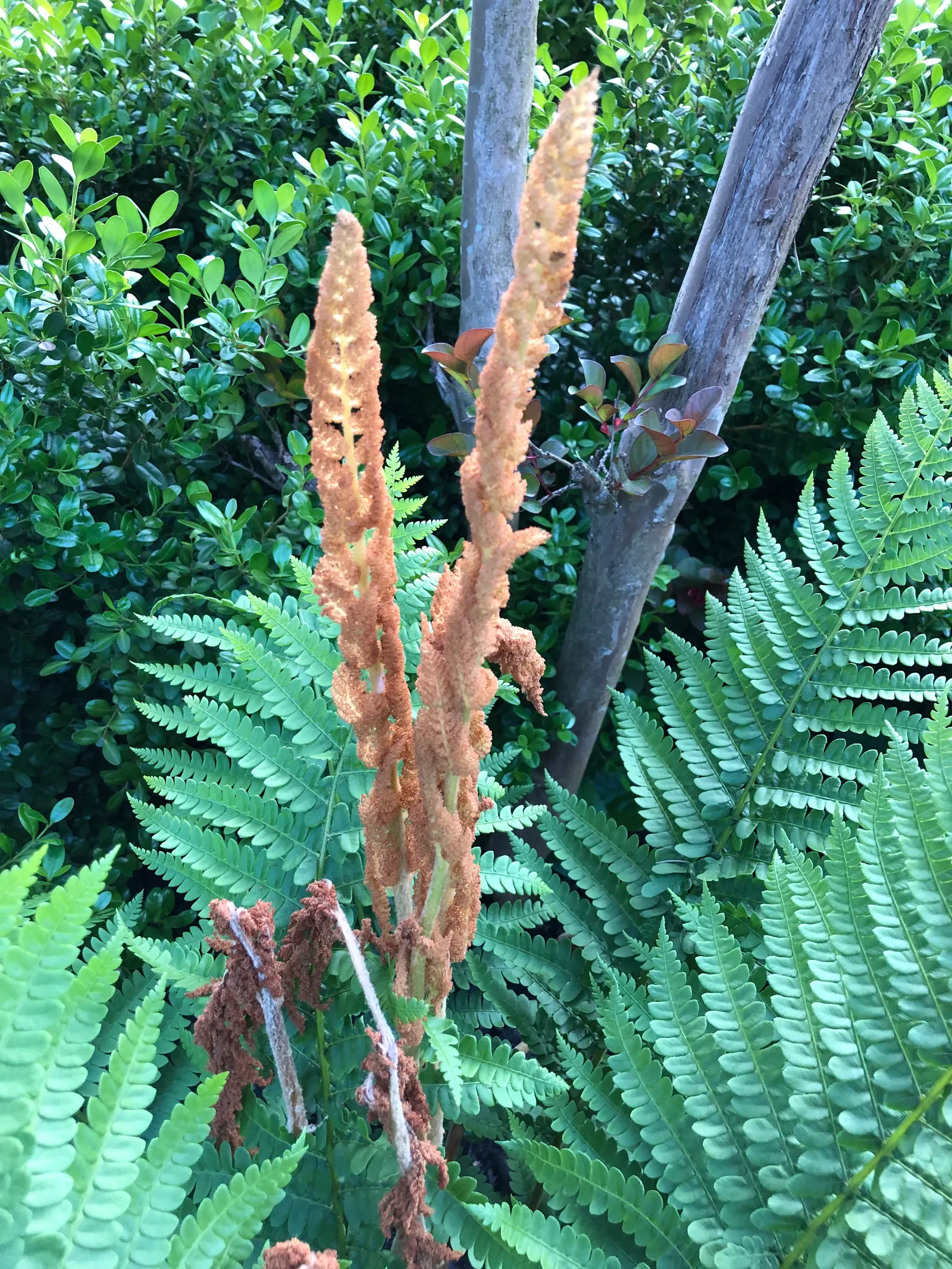 Cinnamon Fern (Osmundastrum Cinnamomea) — demonstrating an adaptable resilience to a variety of climates.<br><br>Graceful and vase-shaped; fern for, image 120