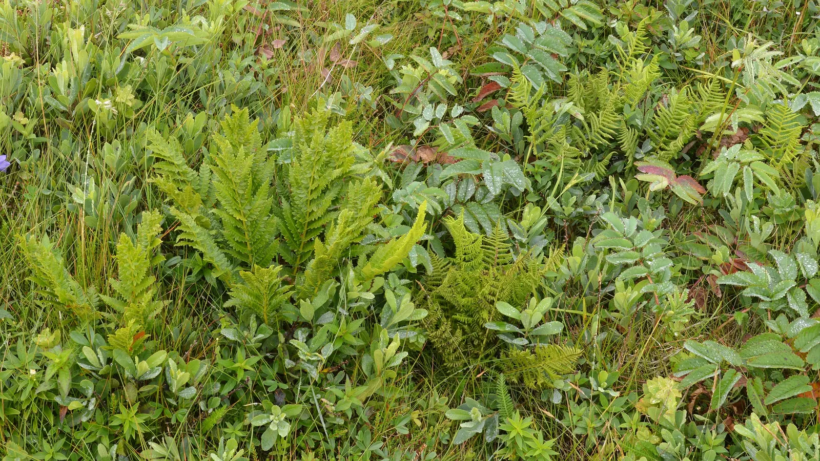 Cinnamon Fern (Osmundastrum Cinnamomea) — These striking fertile fronds fade to a tawny color as they mature and eventually wither away; this fern offers a