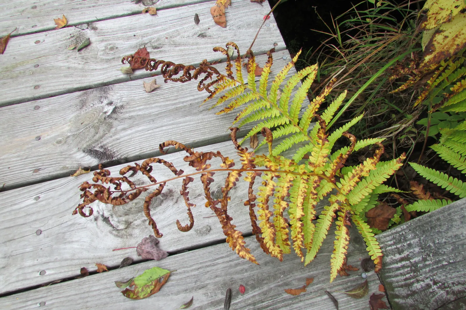 Cinnamon Fern (Osmundastrum Cinnamomea) — is a robust perennial fern up to 5 feet tall; this fern provides textured greenery and enjoys partial to, image 109