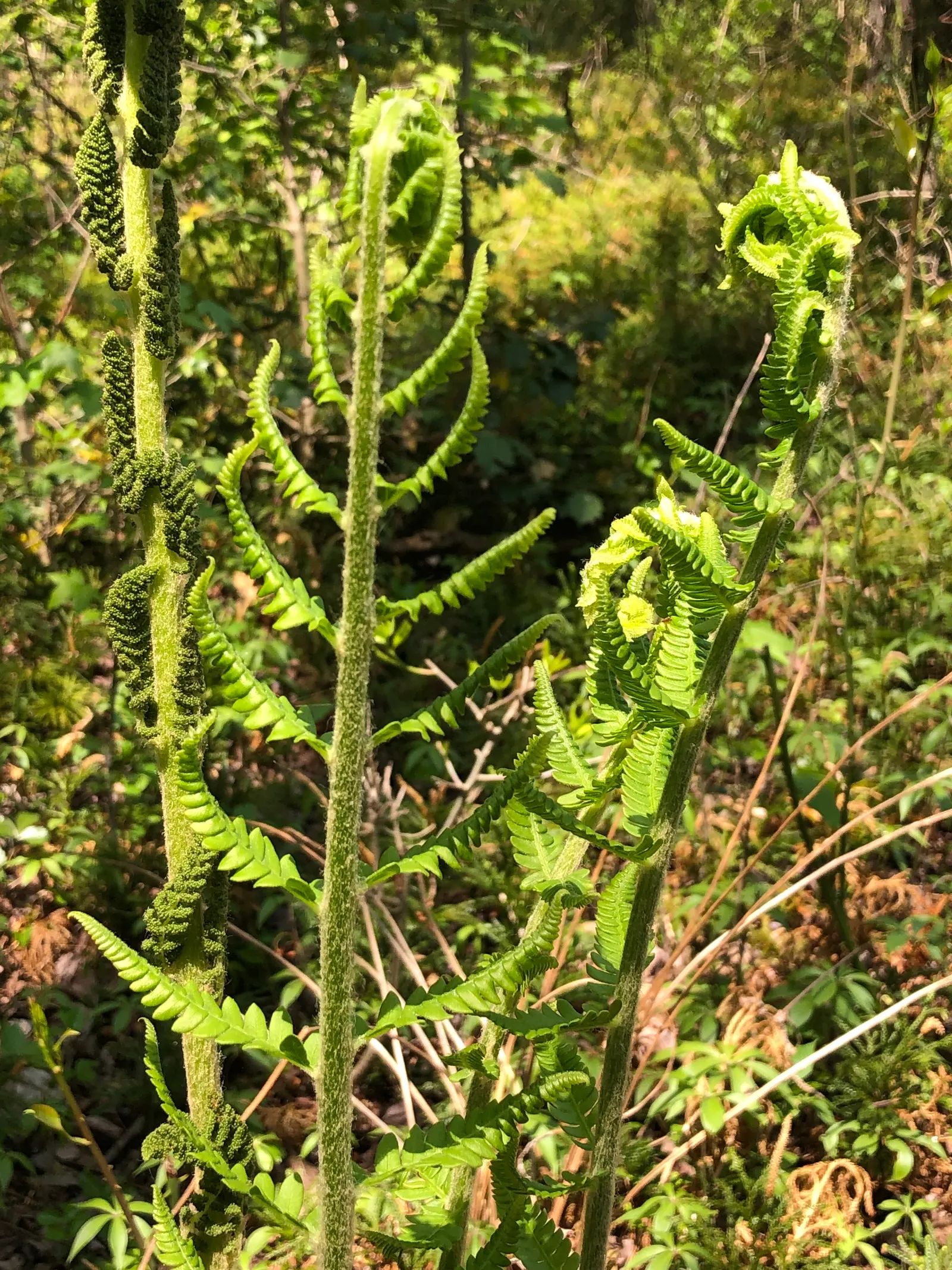 Cinnamon Fern (Osmundastrum Cinnamomea) — displaying the characteristic rusty-brown