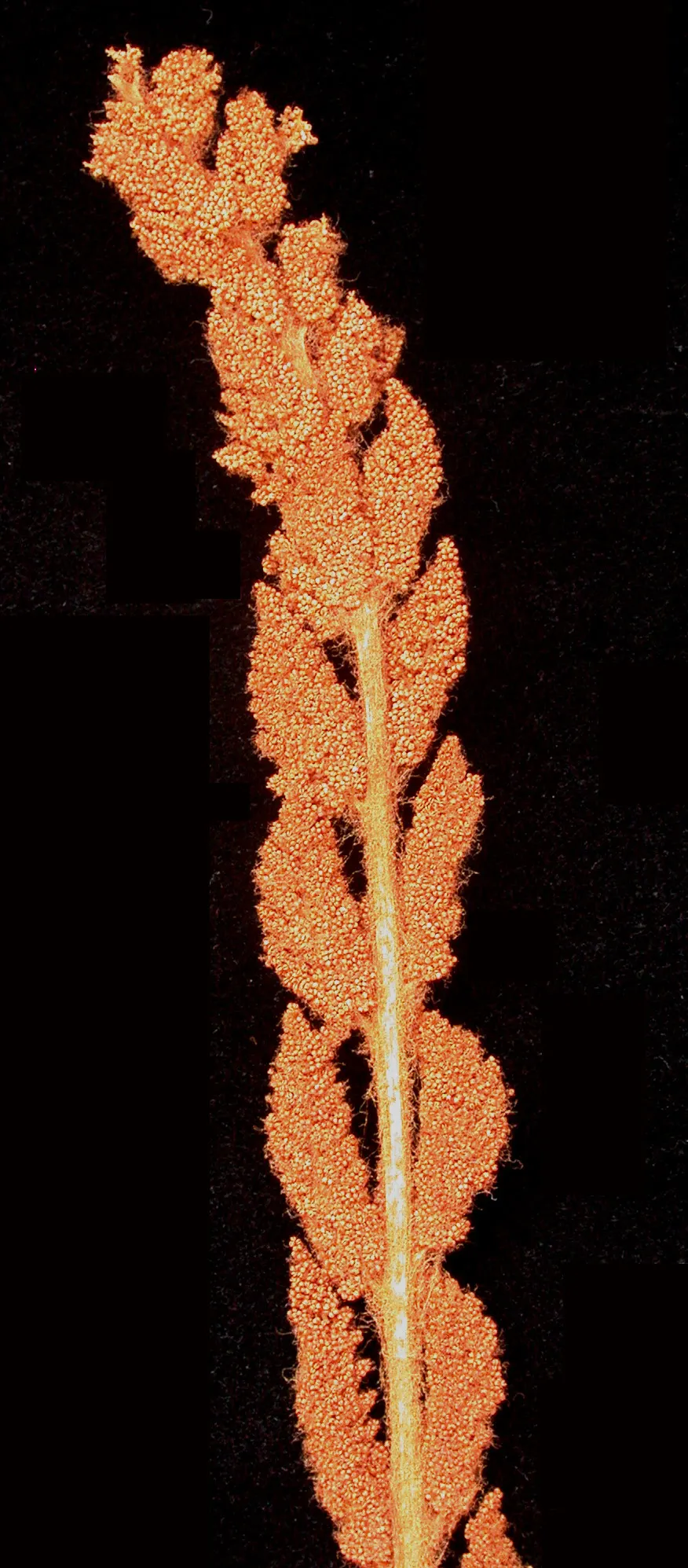 Cinnamon Fern (Osmundastrum Cinnamomea) — The fertile fronds emerge erect in the center of the clump; acidic soil with ample organic matter and, image 72