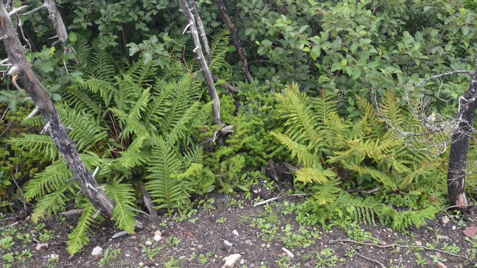 Cinnamon Fern (Osmundastrum Cinnamomea) — Preferring moist, acidic soil, it thrives in USDA hardiness zones 4-9; the fertile fronds emerge erect in, image 57