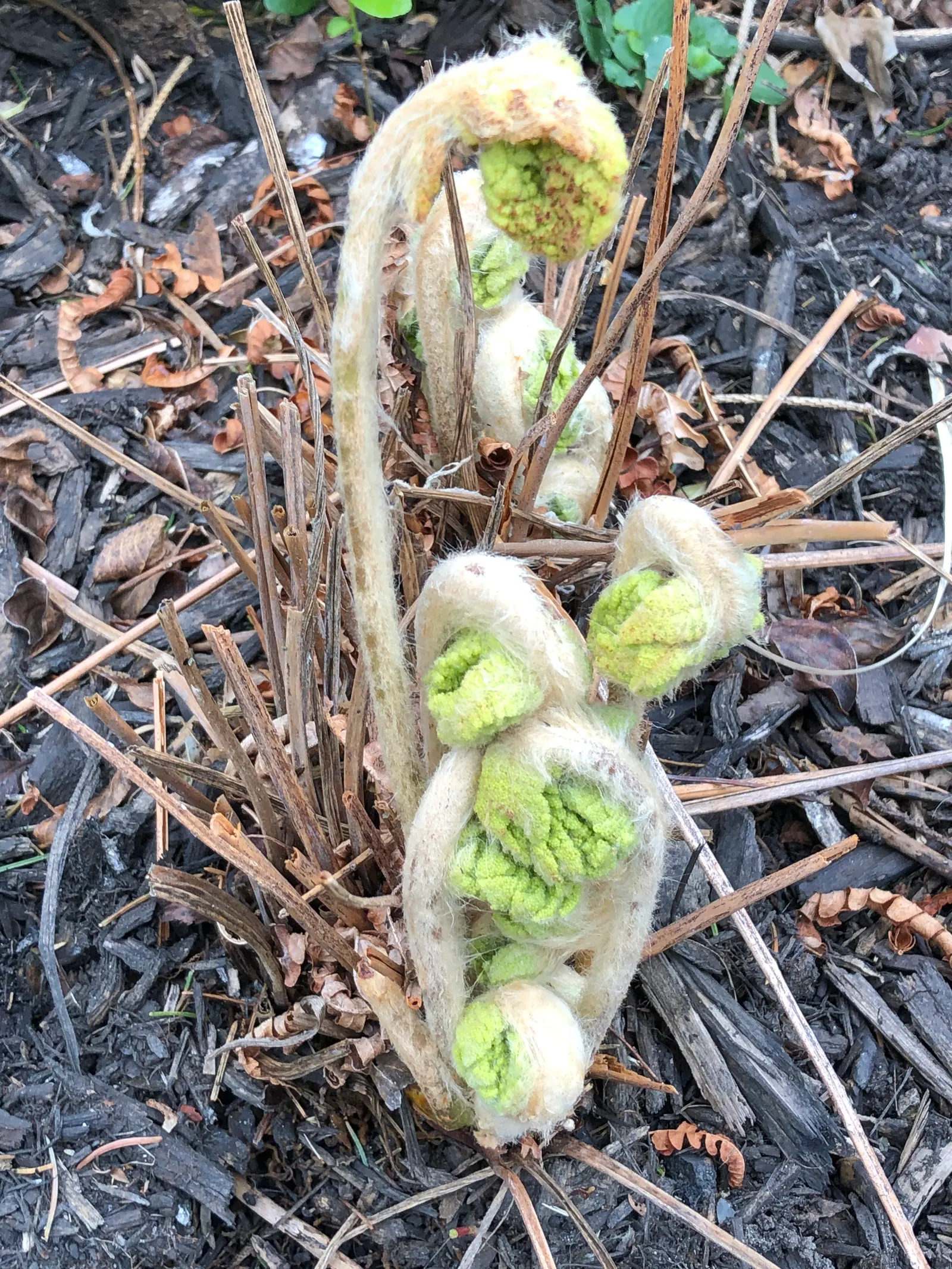 Cinnamon Fern (Osmundastrum Cinnamomea) — is a robust perennial fern up to 5 feet tall