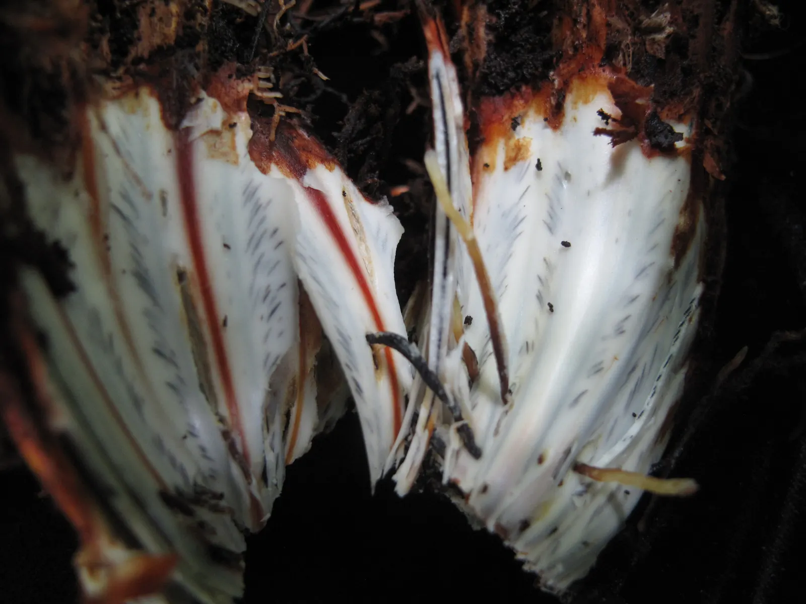 Cinnamon Fern (Osmundastrum Cinnamomea) — Preferring moist, acidic soil, it thrives in USDA hardiness zones 4-9